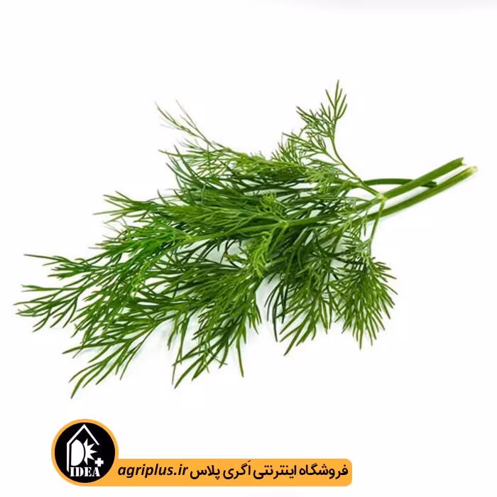 بذر شوید بسته بندی خانگی