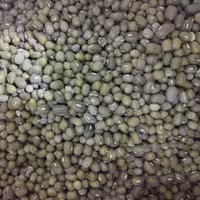 ماش یک کیلویی