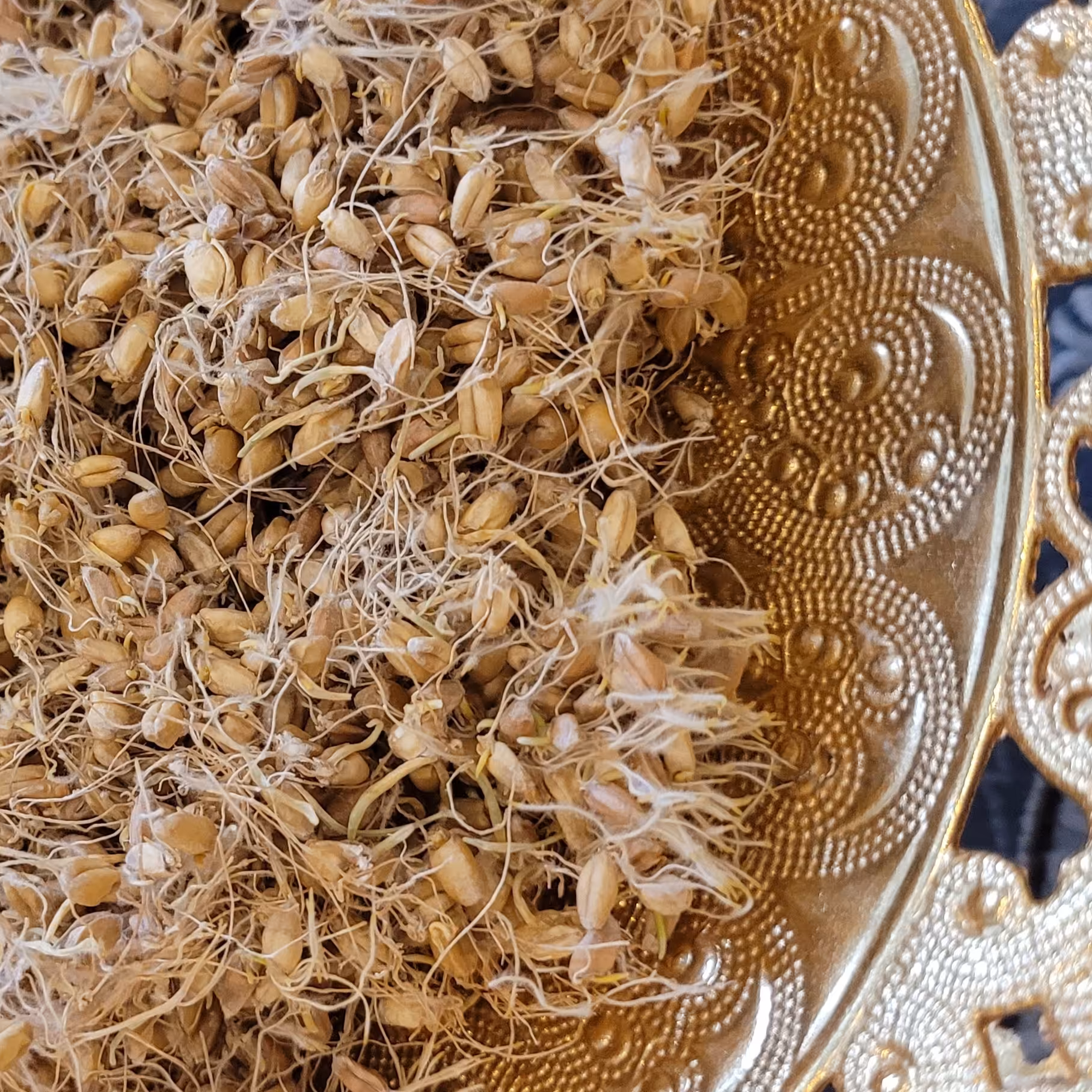 جوانه گندم 500 گرمی