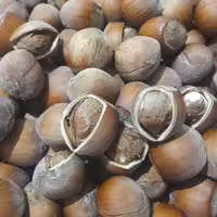 فندق خشک امساله