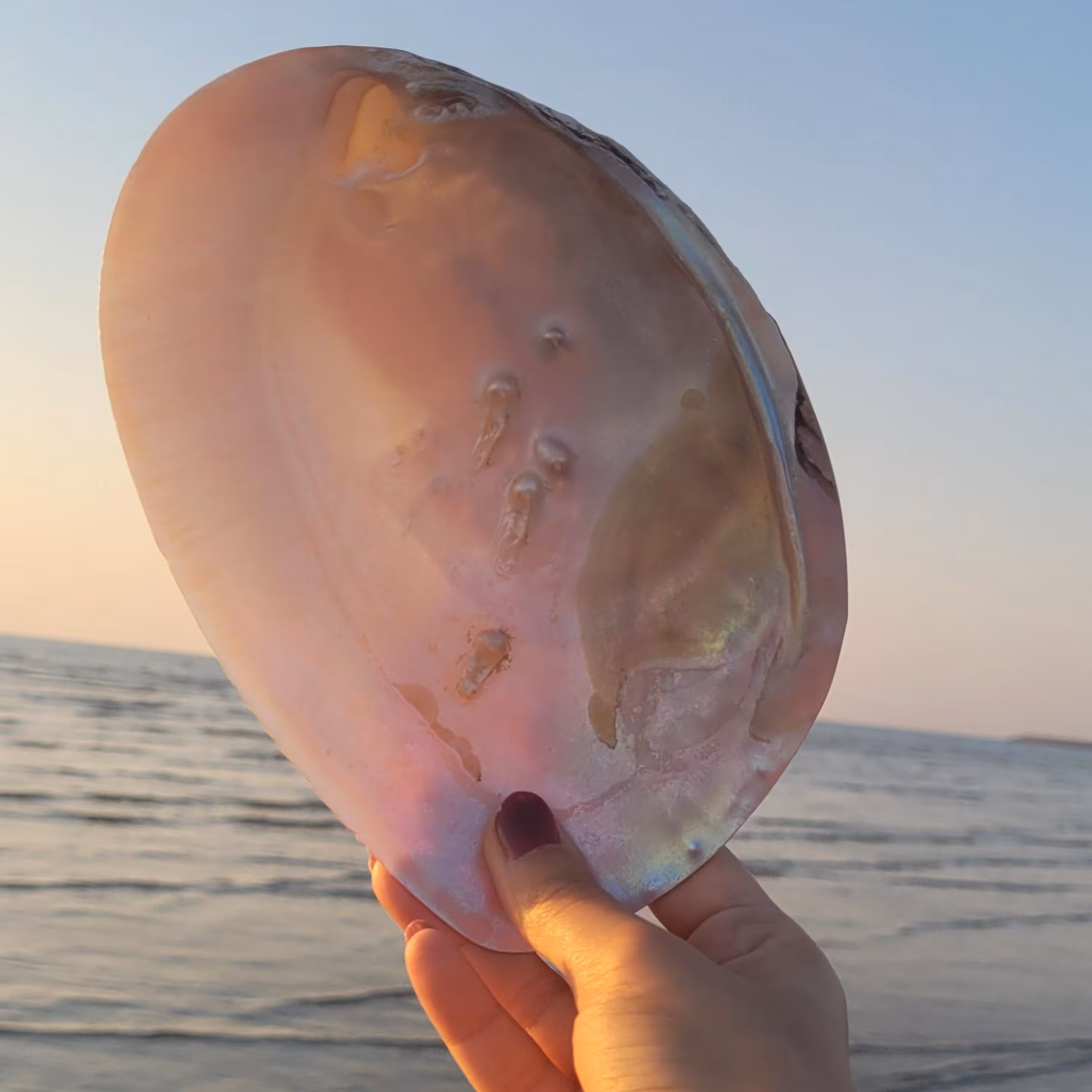 صدف مروارید ساز(مادر) سایز 14 تا 16 سانتی متر