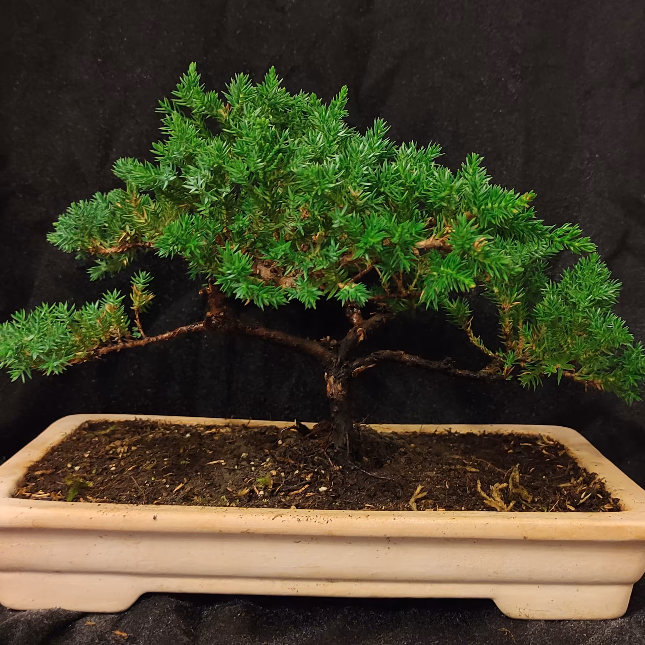 بنسای کاج ستاره ای