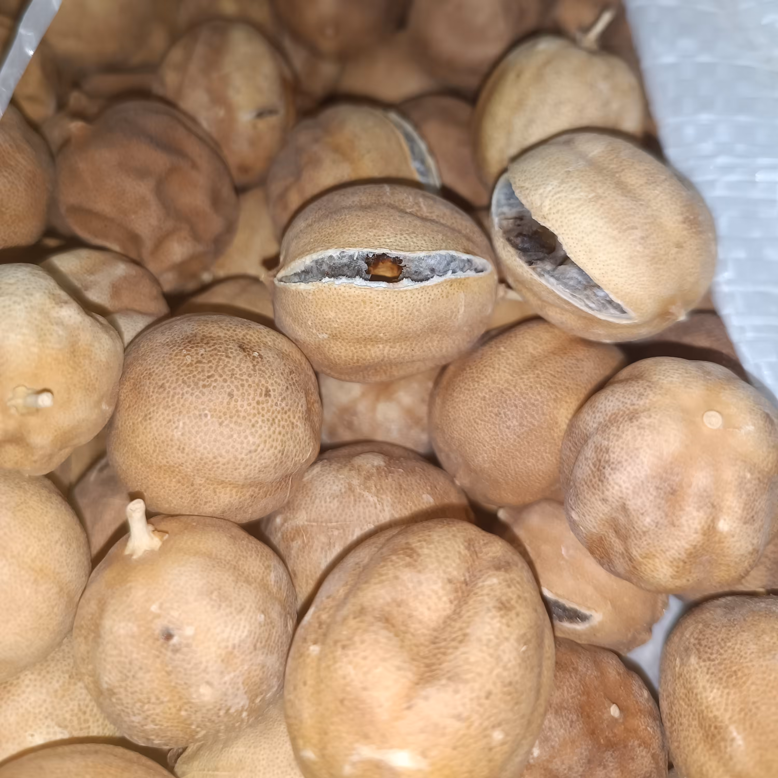 لیمو خورشتی درجه 3