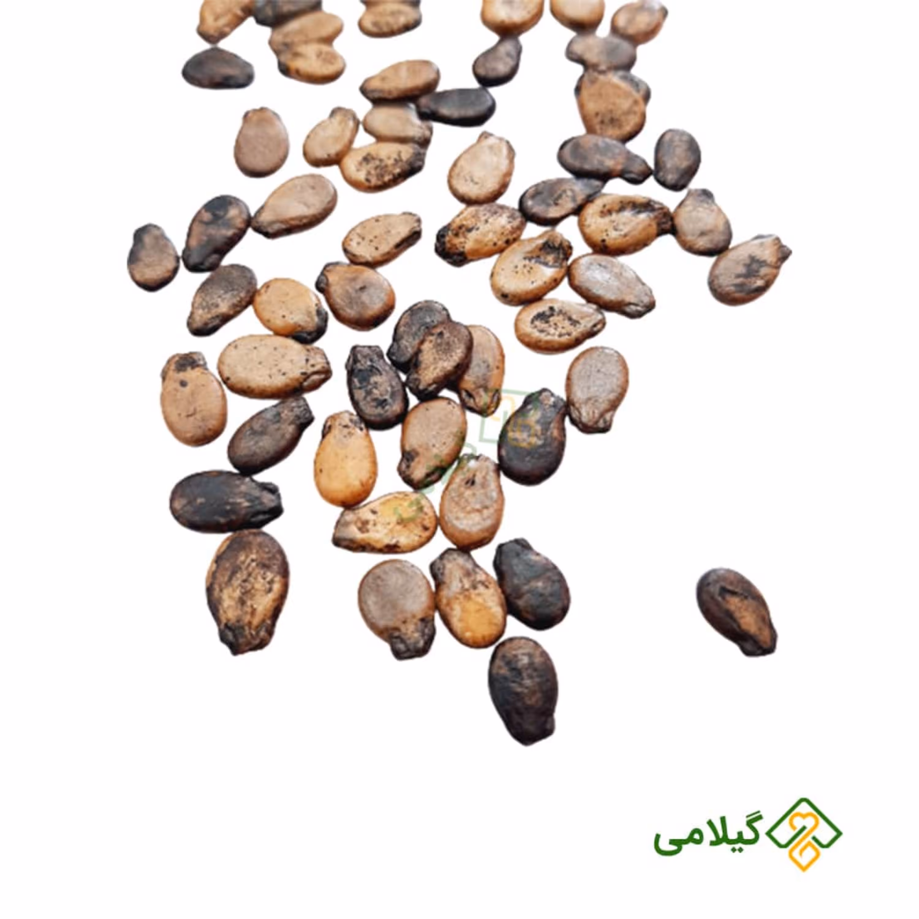 بذر هنداونه آناناسی یا زرد گیلامی ( 20 عددی )