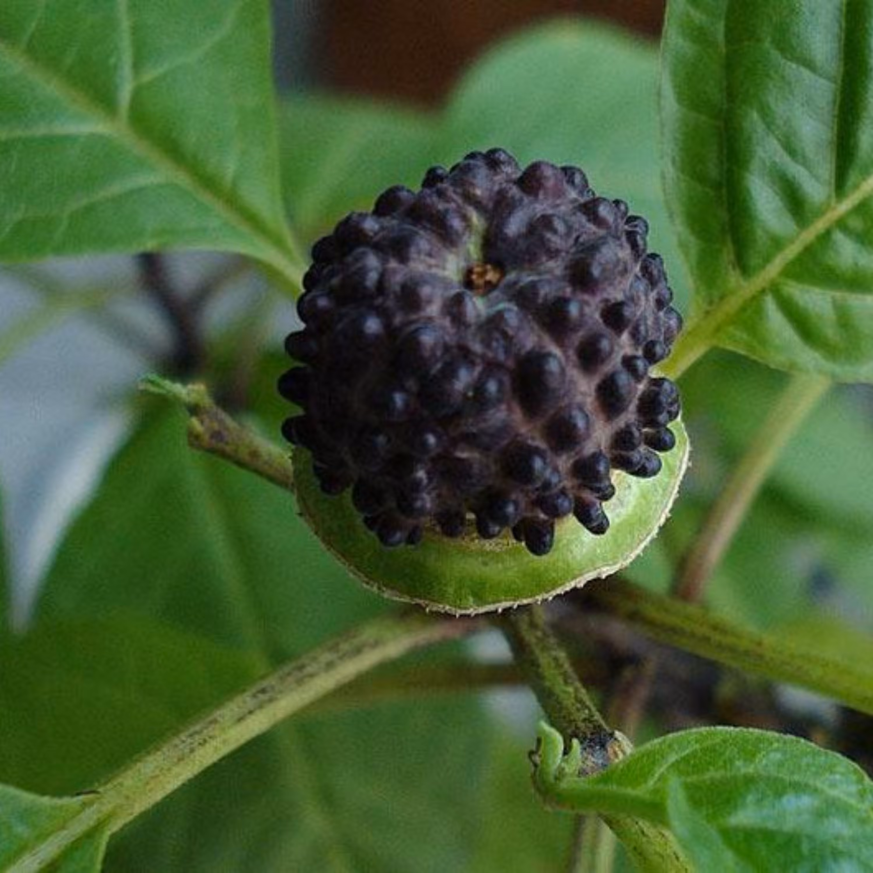 بذر داتورا متیل 2گرمی