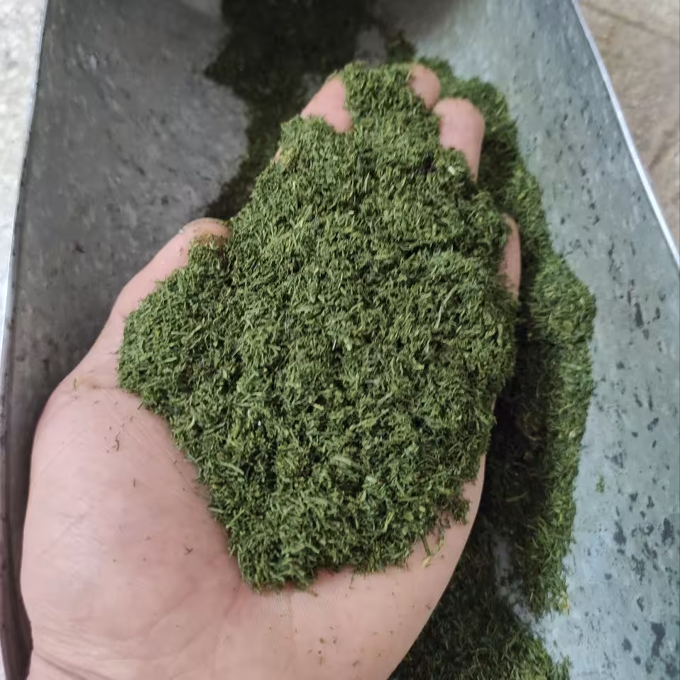 شوید خشک ا علا