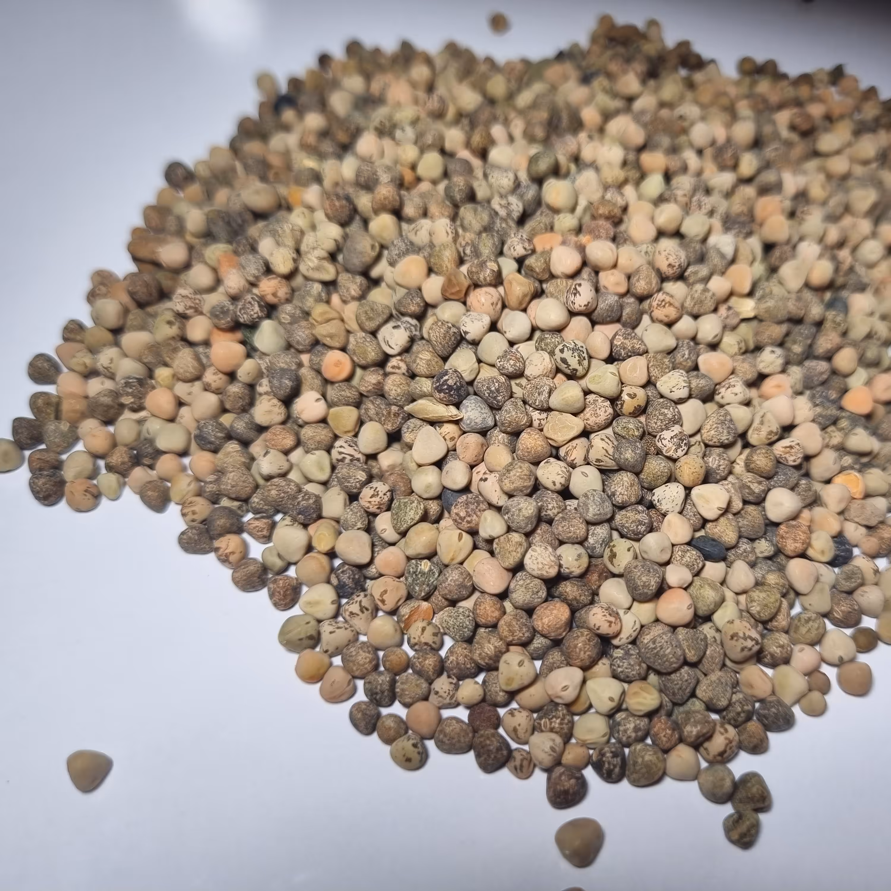 گاودانه دیم  پاک شده عاری از خاک