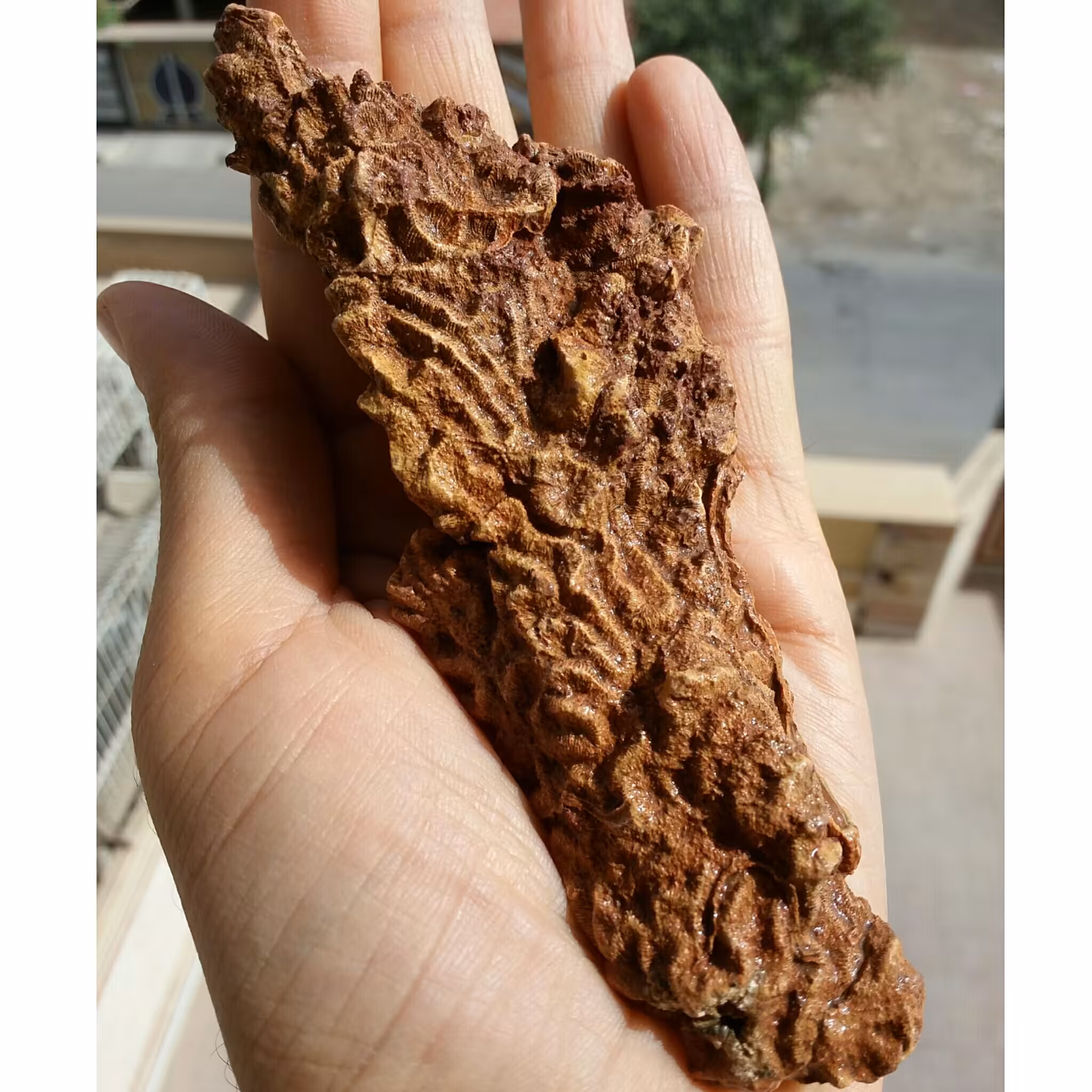 فسیل مرجان کشیده محشر دیدنی کاملا طبیعی بی نظییییر
مناسب جهت دکور و ساخت نگین های عالی 