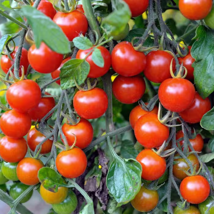 بذر گوجه چری قرمز آویز