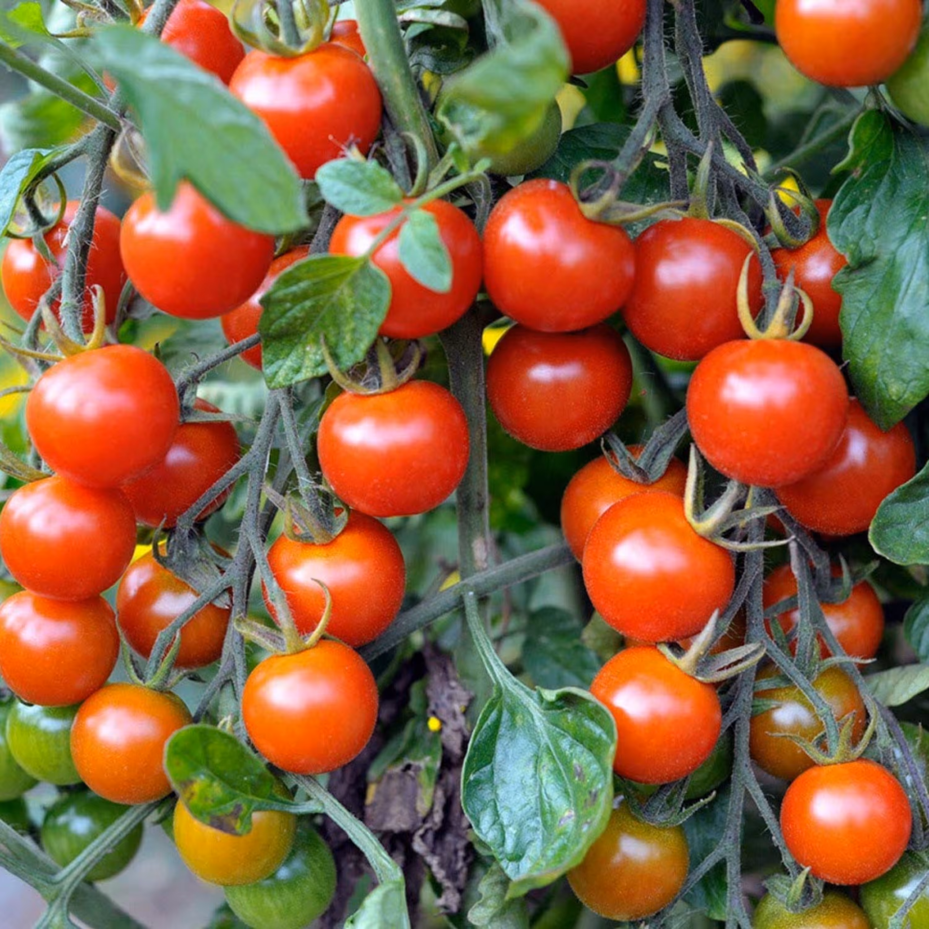 بذر گوجه چری قرمز آویز