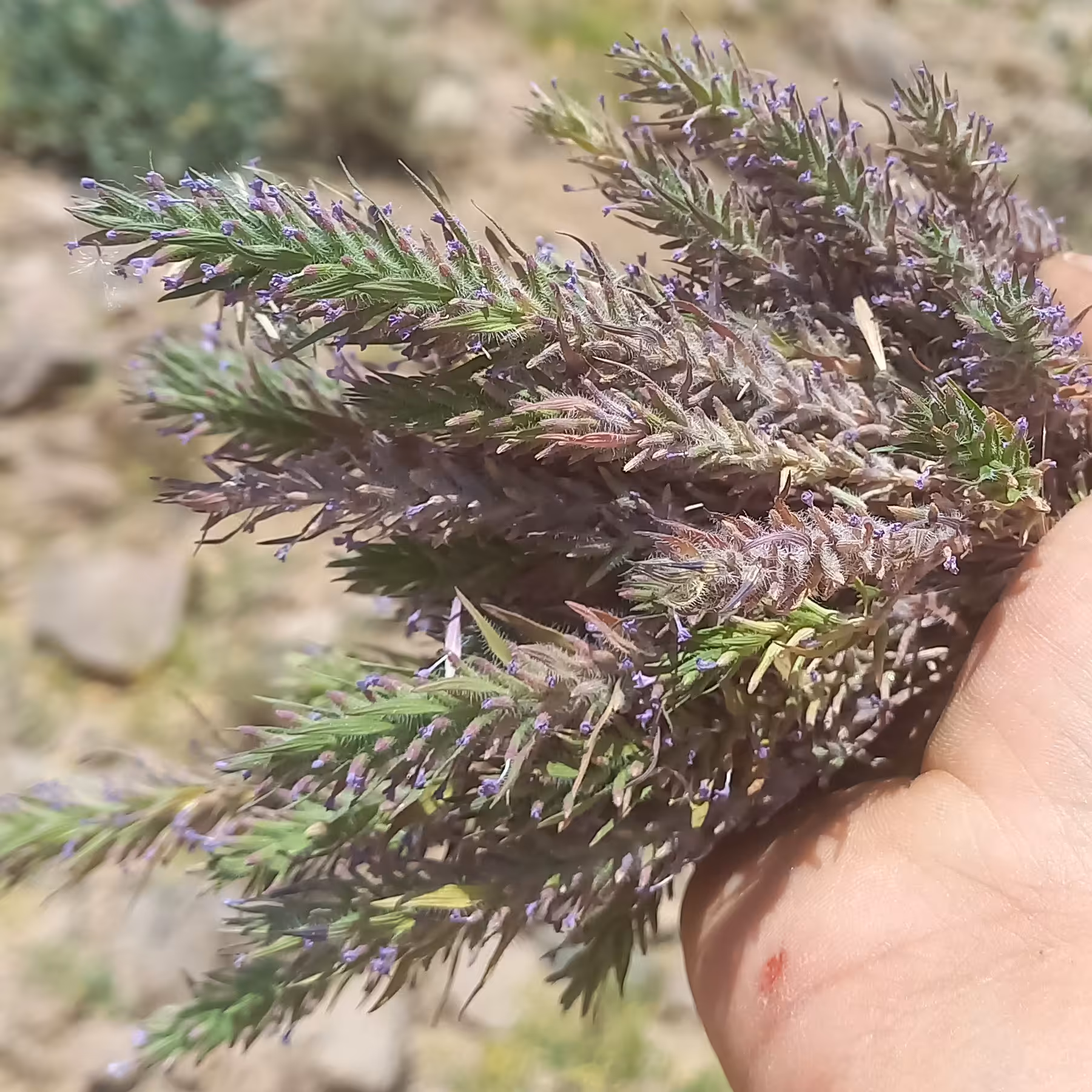 کاکوتی  کوهی عطر فوق العاده..گیاه دارویی و خاصیت فراوان...