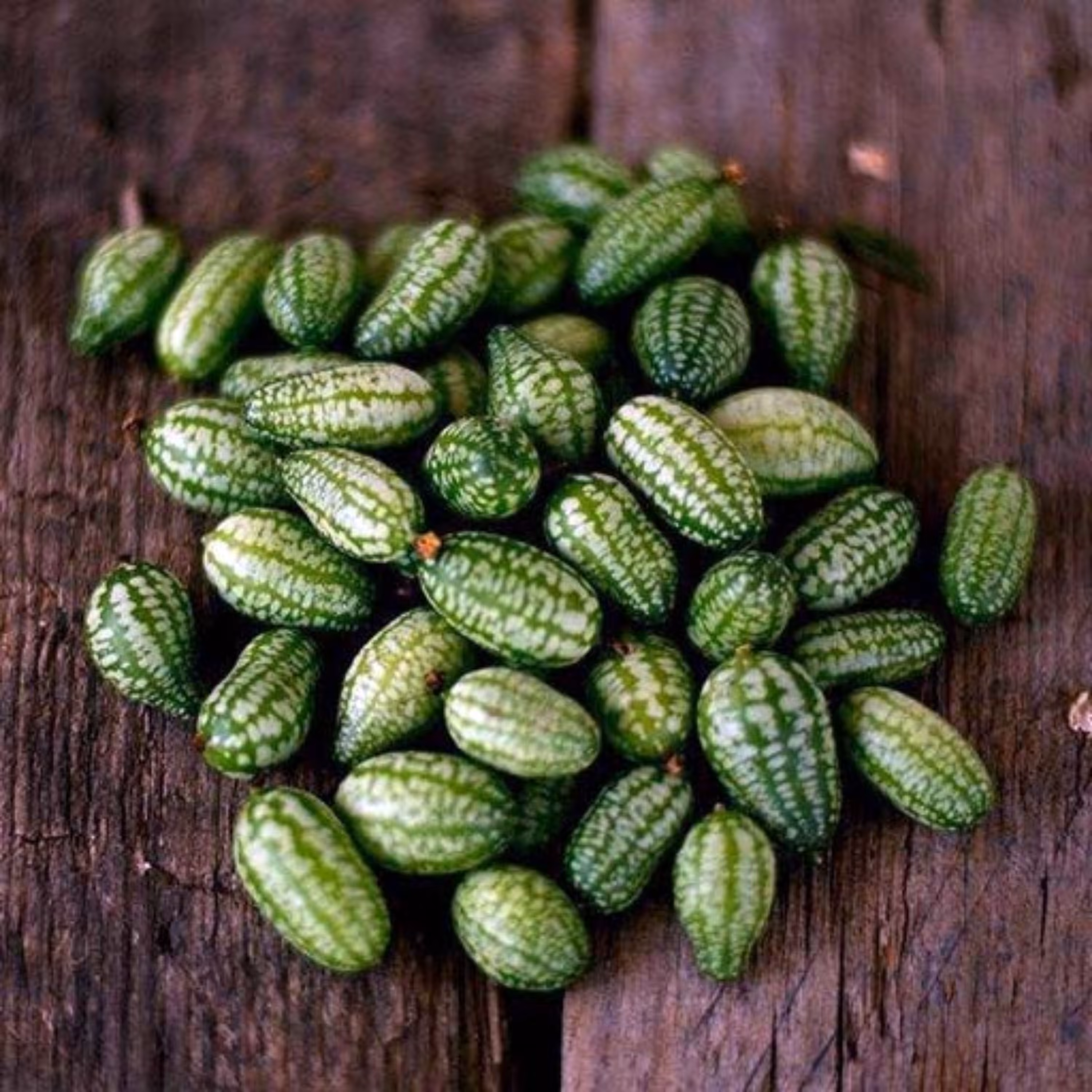 بذر خیار مکزیکی 10عددی