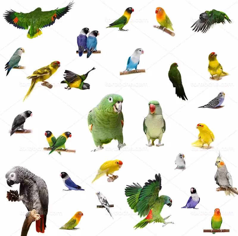 عکس پرندگان | گرافیک با طعم تربچه