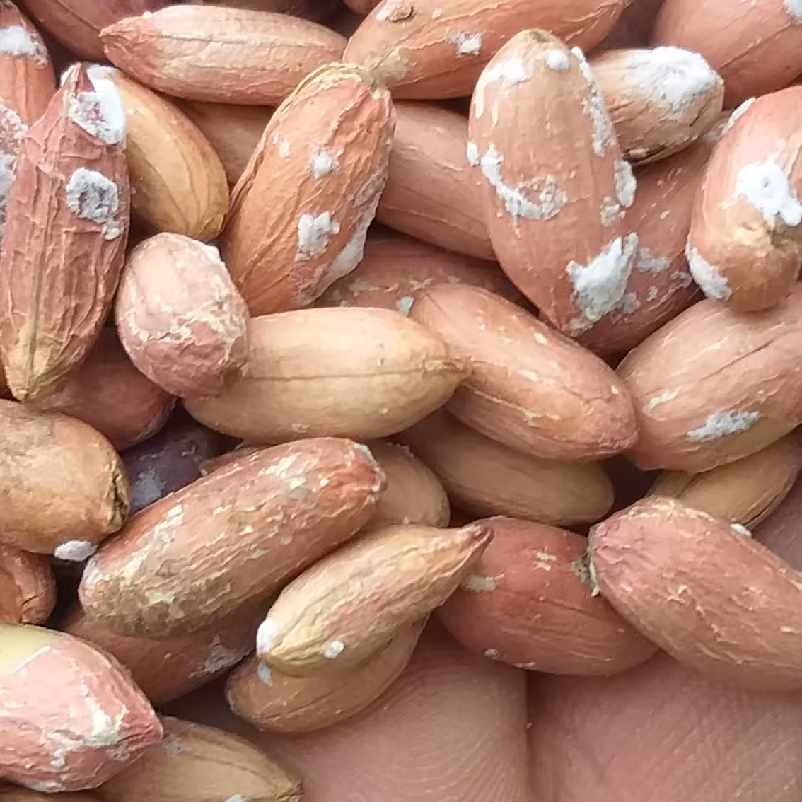 بادام زمینی ریز  تازه آستانه اشرفیه2 کیلویی ارسال رایگان 