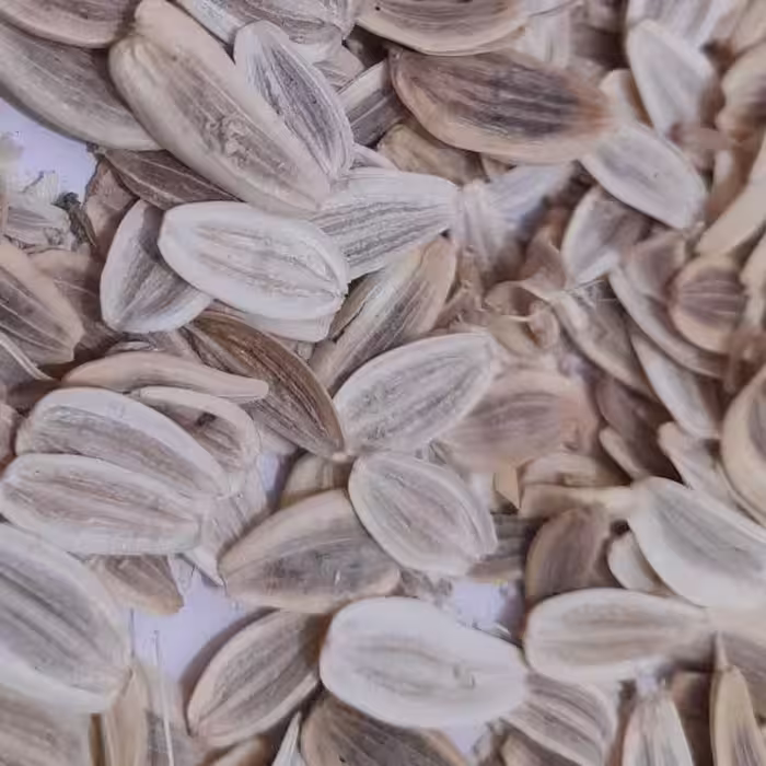 بذر انغوزه آنغوزه هینگ تاجیکی مناسب برای کاشت