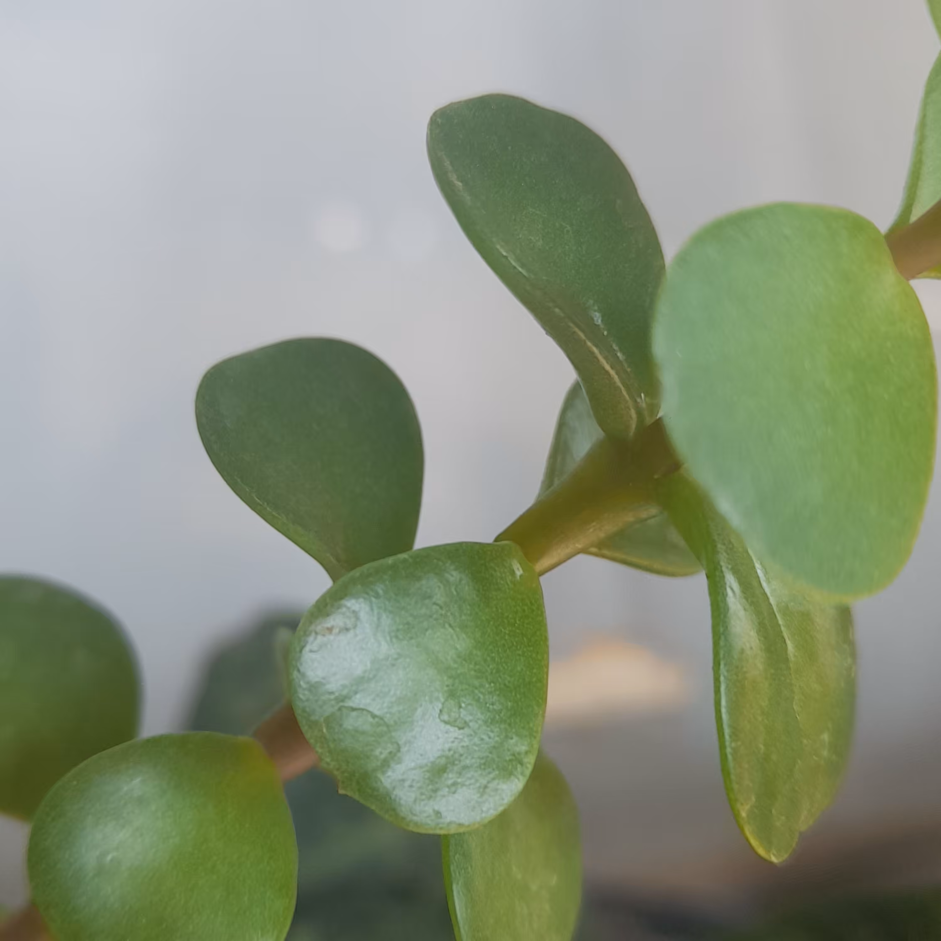 گل  خرفه ای 3 ماهه                        