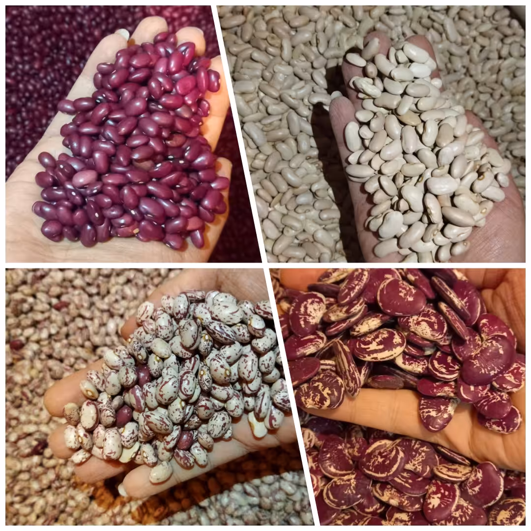 پک چهار لوبیا پر طرفدار با تخفیف ویژه و کیفیت عالی پاک شده و دستچین شده (وزن 2000گرم از هرکدام500گرم)