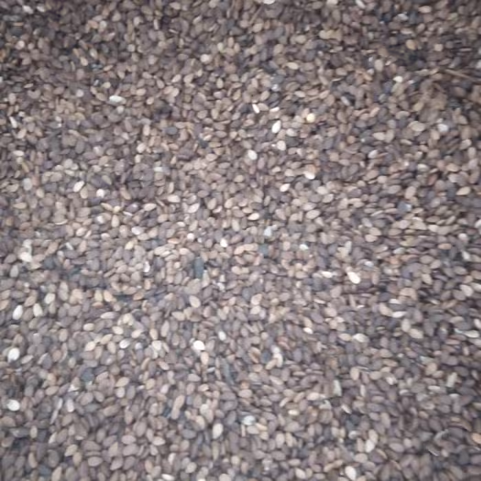 کنجد قهوای خام250 گرمی