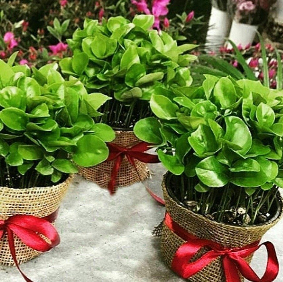بذر (هسته) سبزه نارنج سفره هفت سین عید (بسته 100 گرمی)