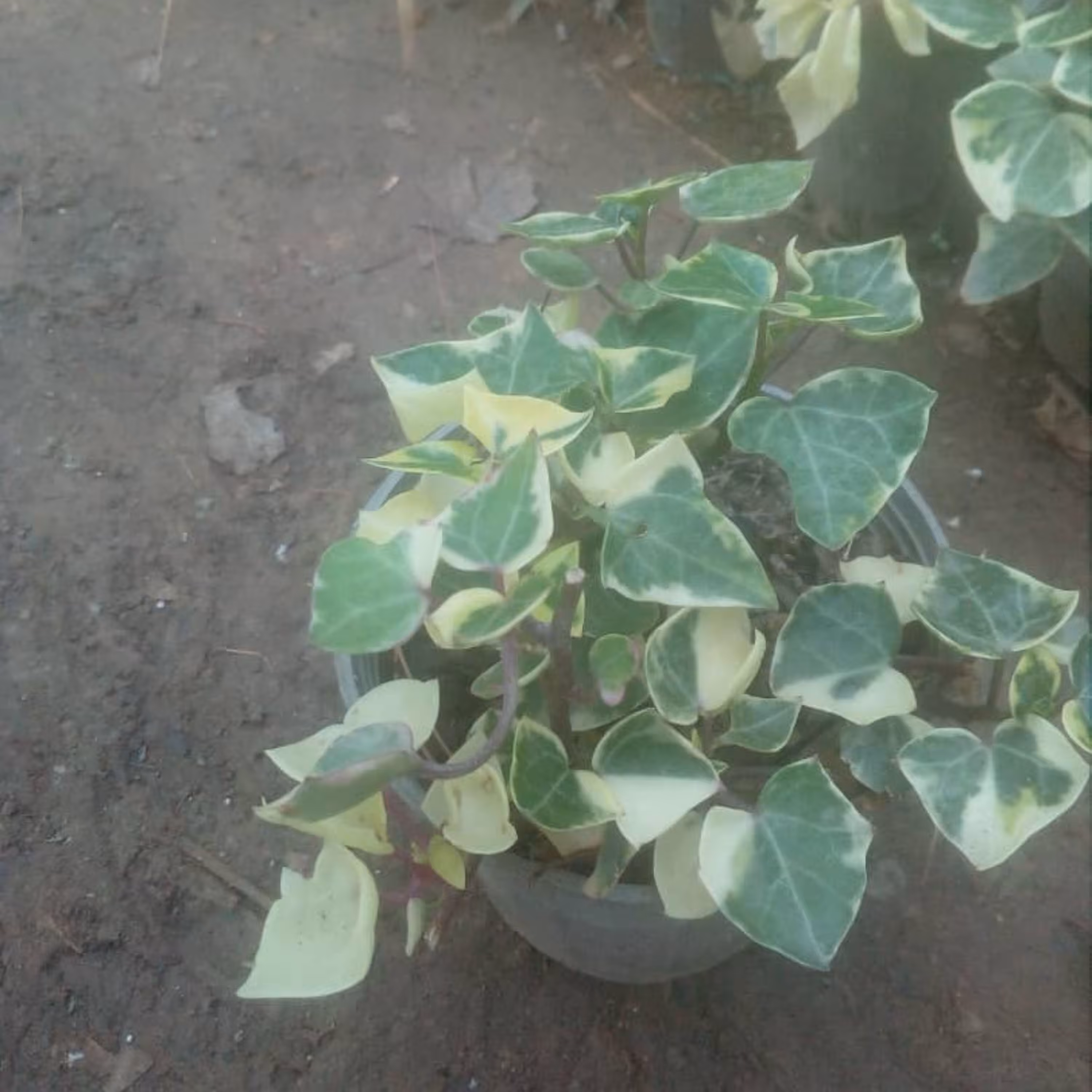 پاپیتال چرمی گلدان کاسه