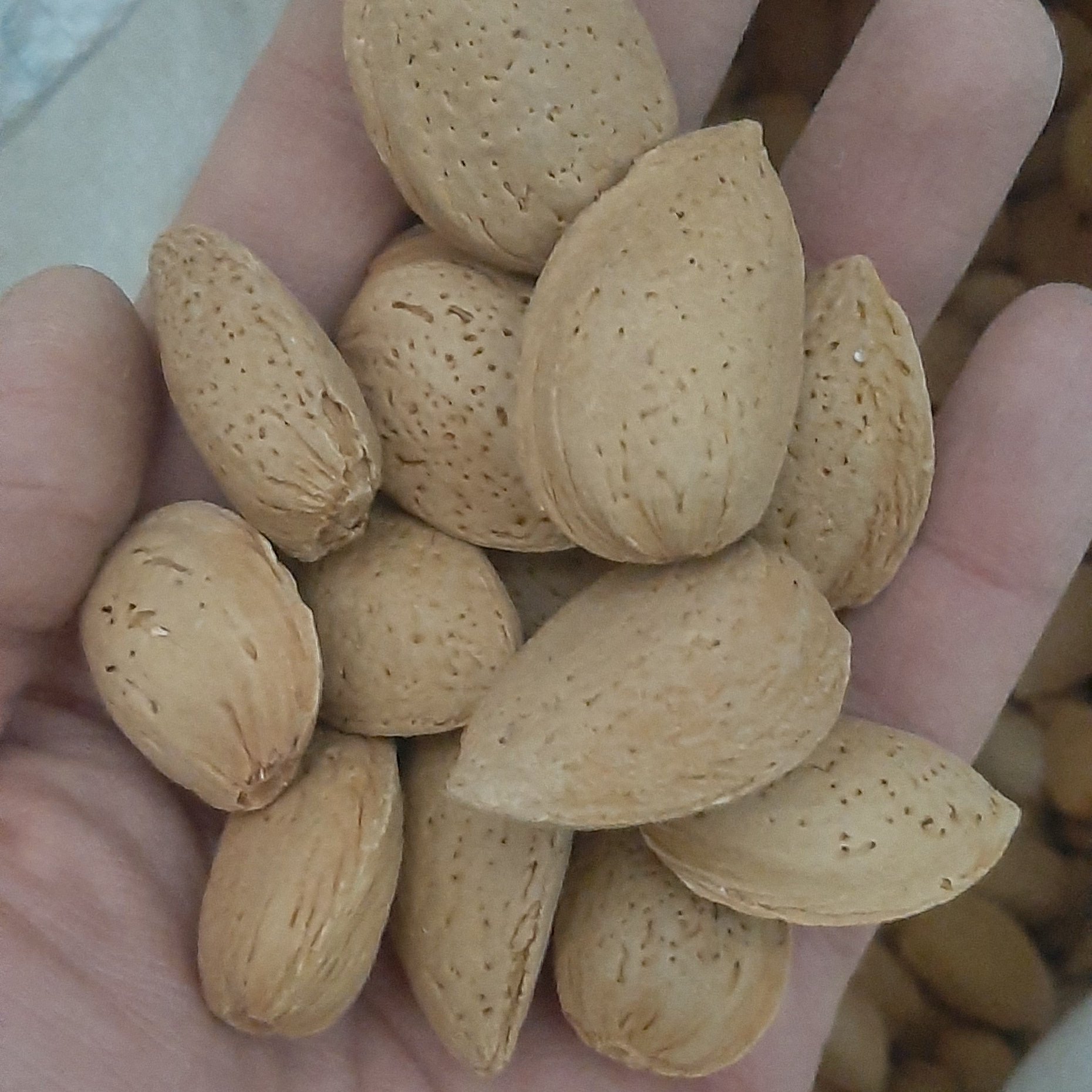 بادام سنگی شیرین 