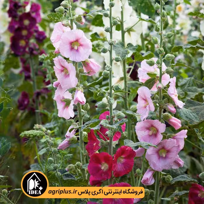 بذر گل ختمی هلندی
