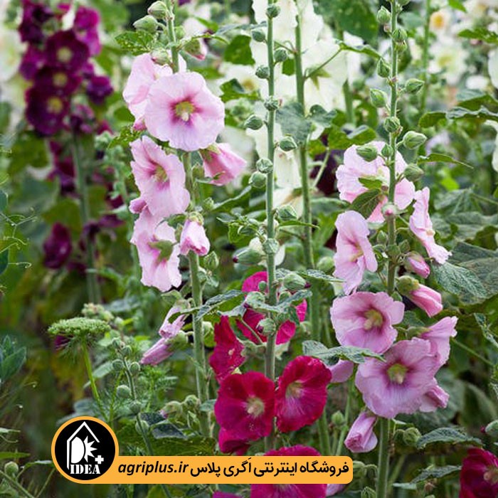 بذر گل ختمی هلندی