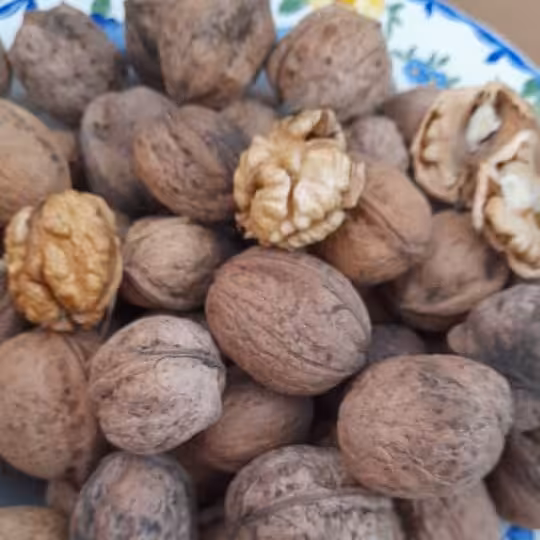 گردوی تازه اشکورات