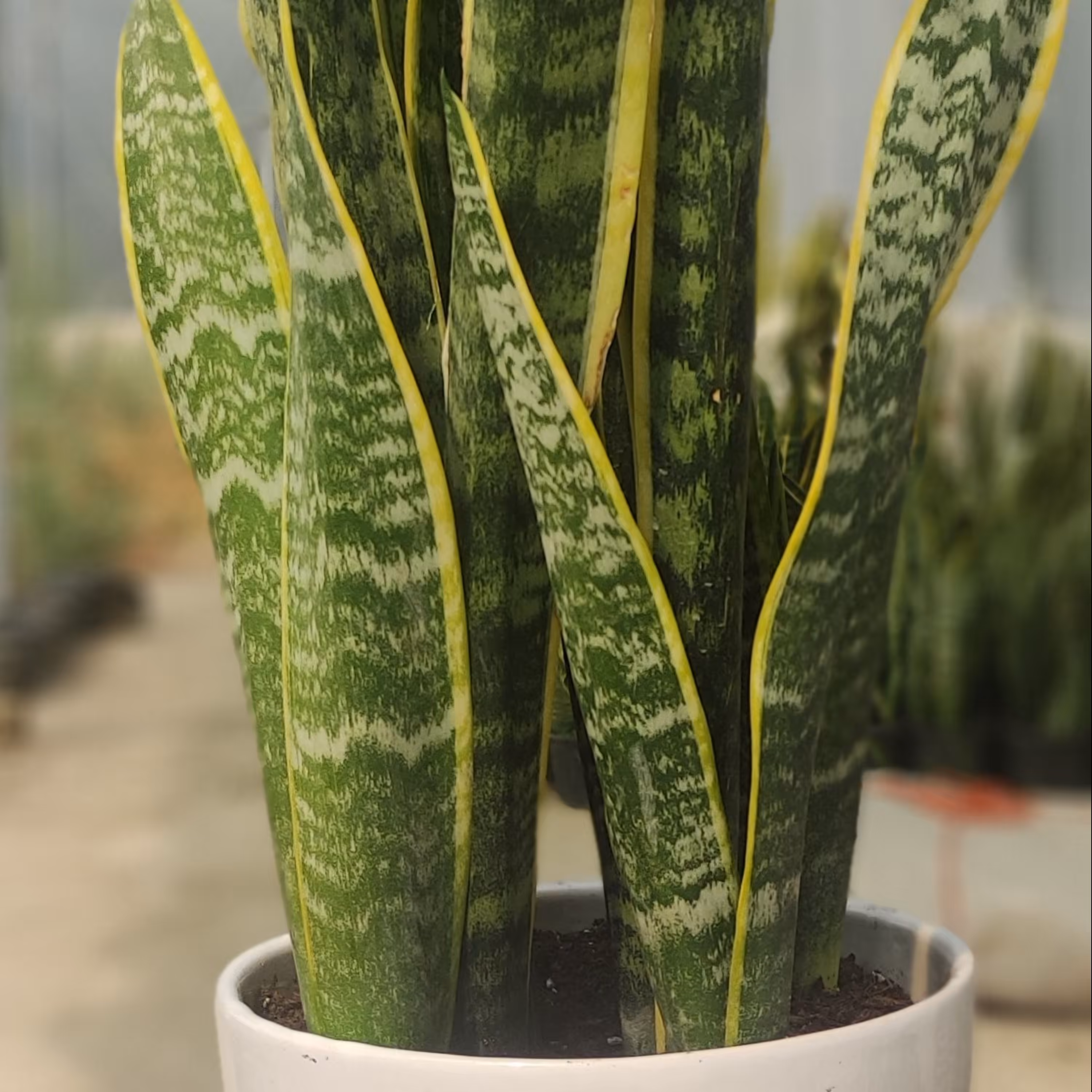 گل سانسوریا ابلغ با گلدان سفالی سفید