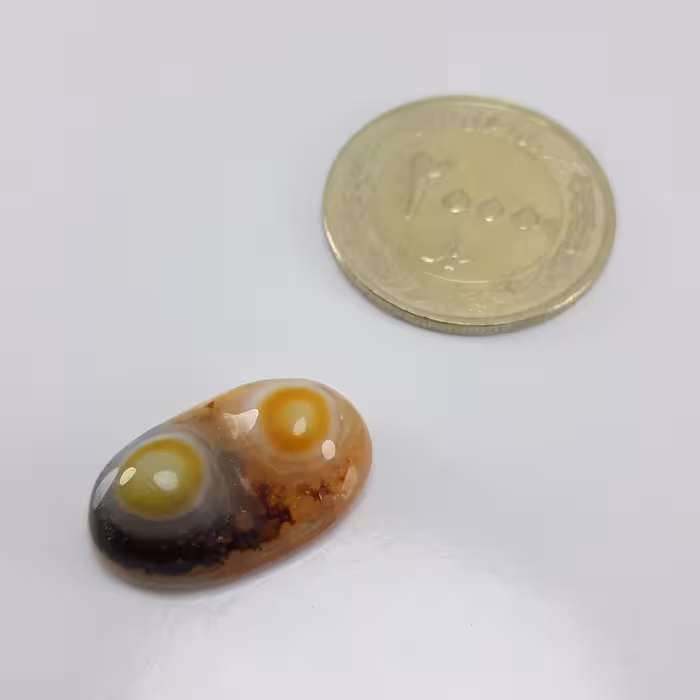 باباقوری دو کوهان رنگبندی خیلی خاص