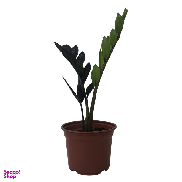 گیاه طبیعی زاموفیلیا سوپر بلک کد MS-03