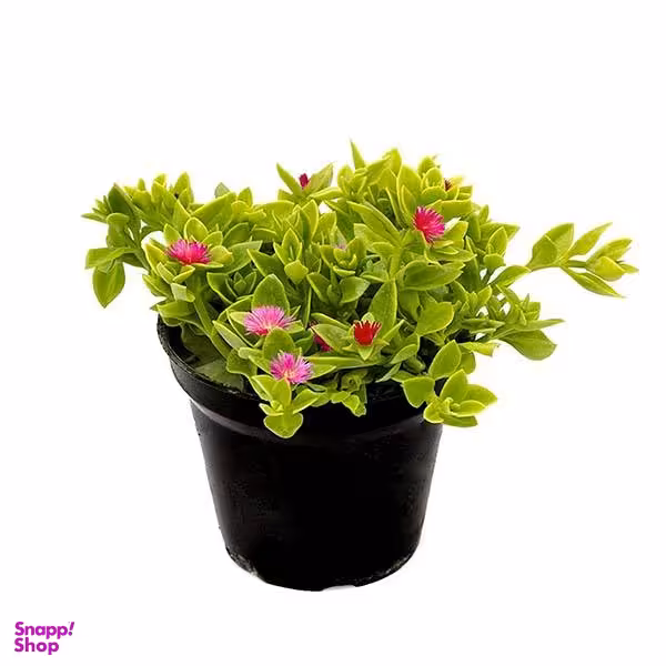 گل طبیعی ناز مدل AMS01