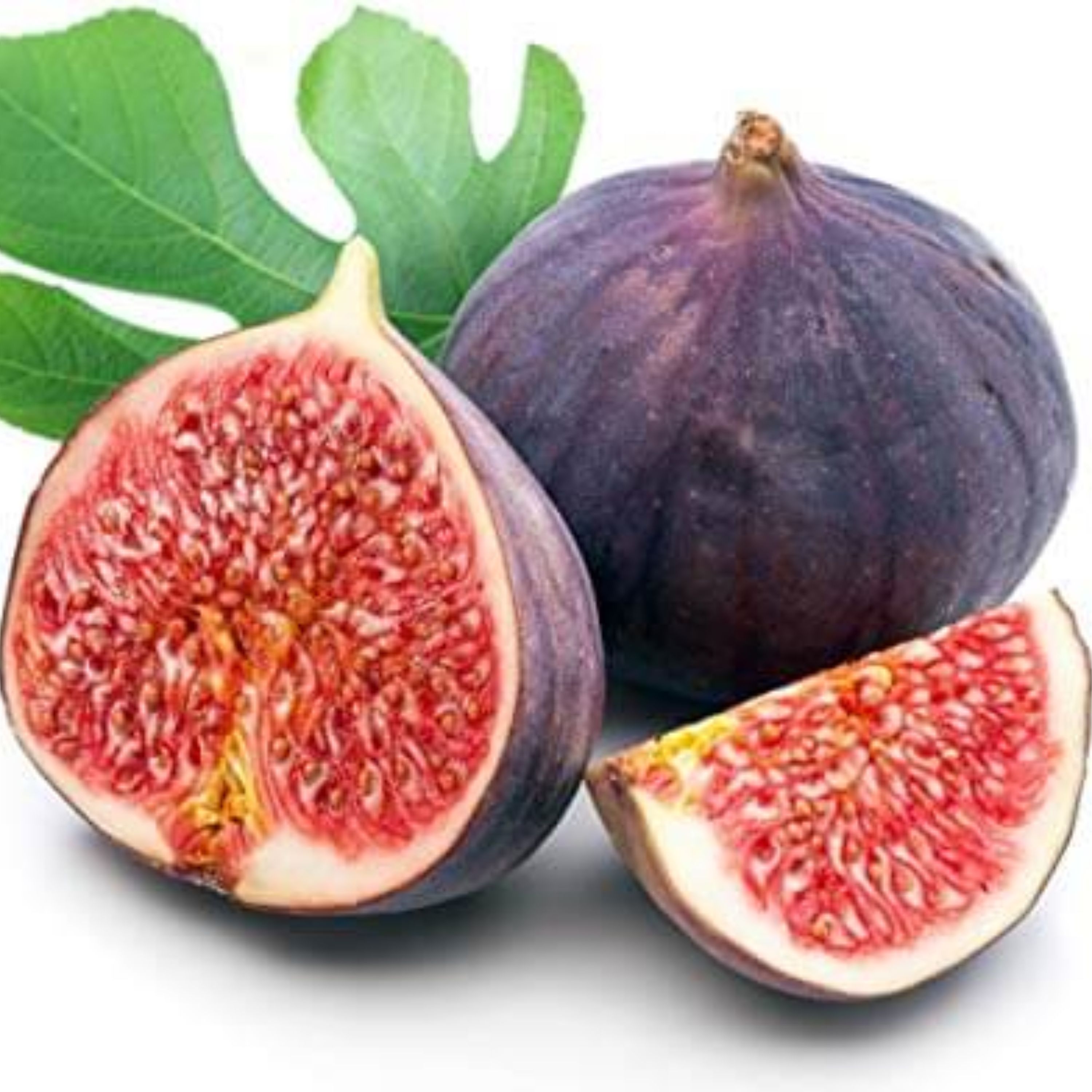 بذر انجیر سیاه توسرخ شیلی - بسته 5 عددی -