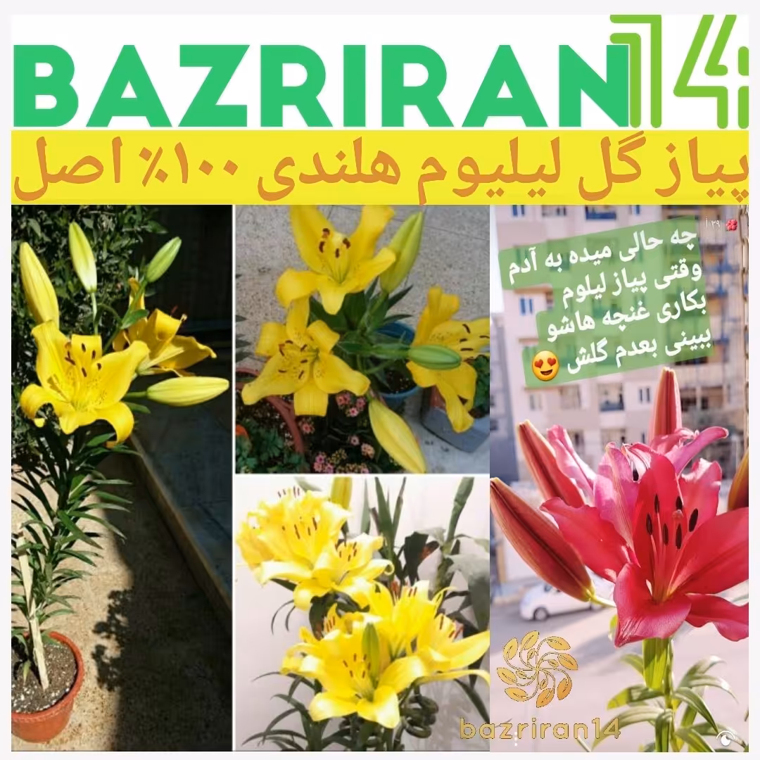 پیاز گل لیلیوم زرد و قرمز تمامی عکس ها ارسالی مشتری های فروشگاه هستن