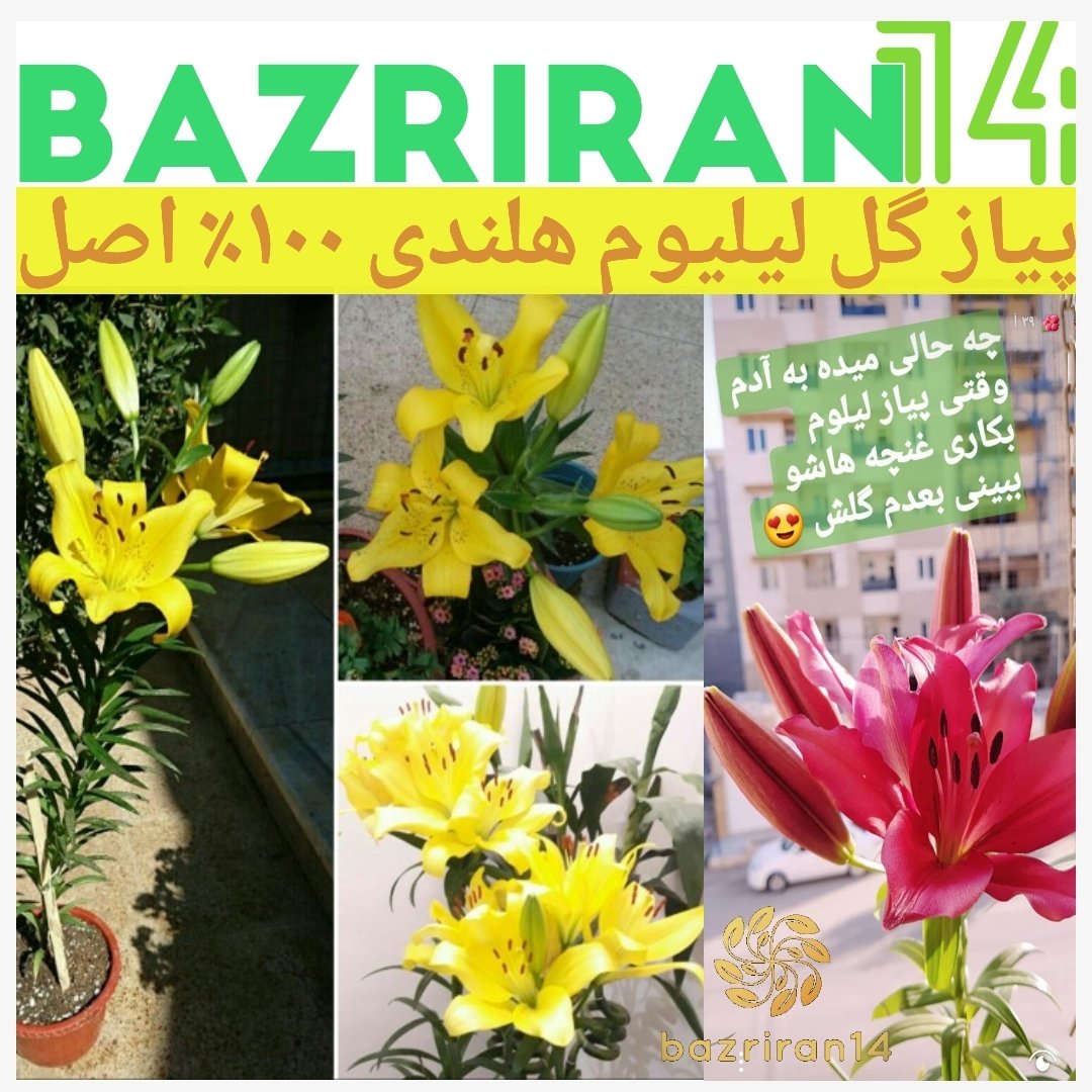 پیاز گل لیلیوم زرد و قرمز تمامی عکس ها ارسالی مشتری های فروشگاه هستن