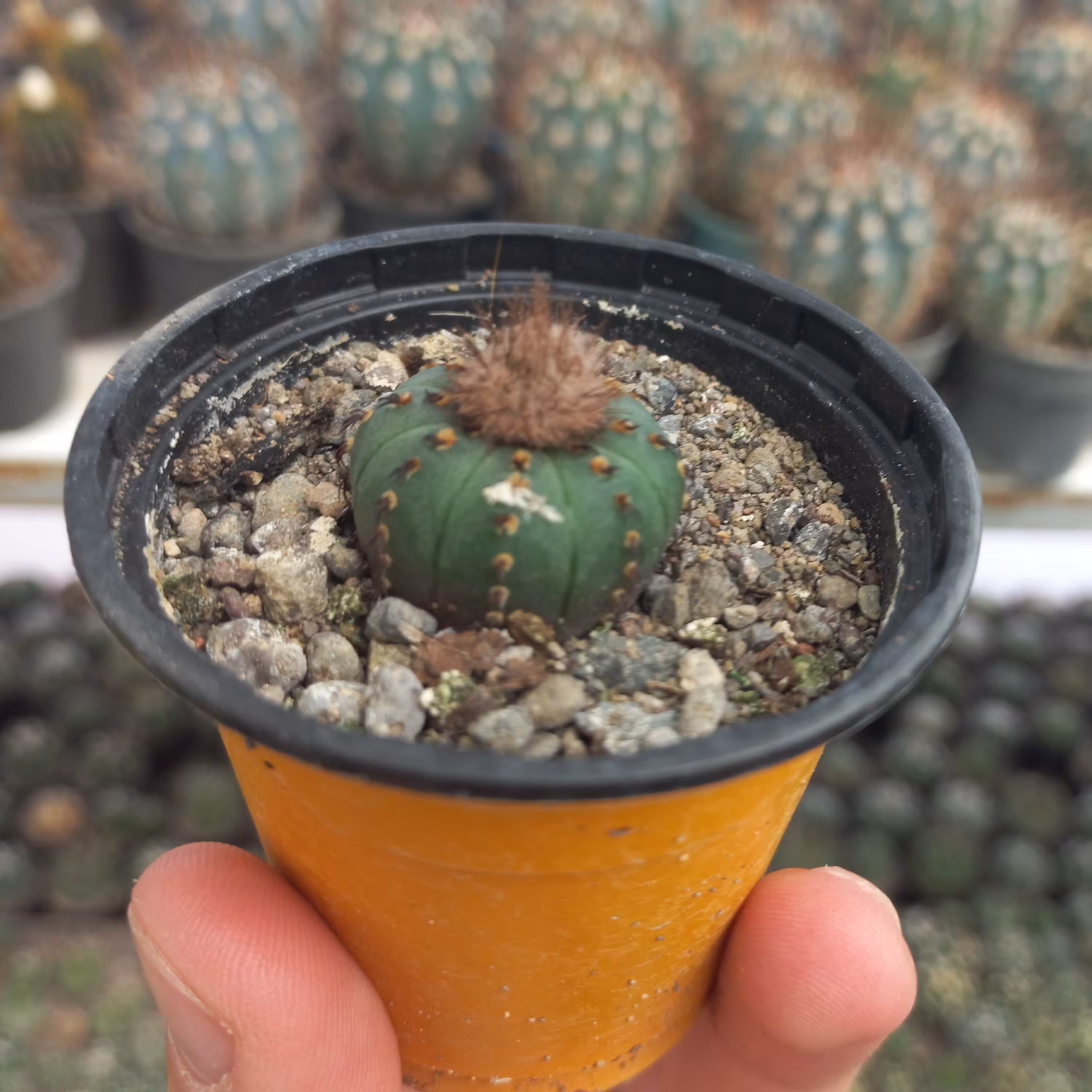 کاکتوس فرالیا گلدان 6 روی بذر 