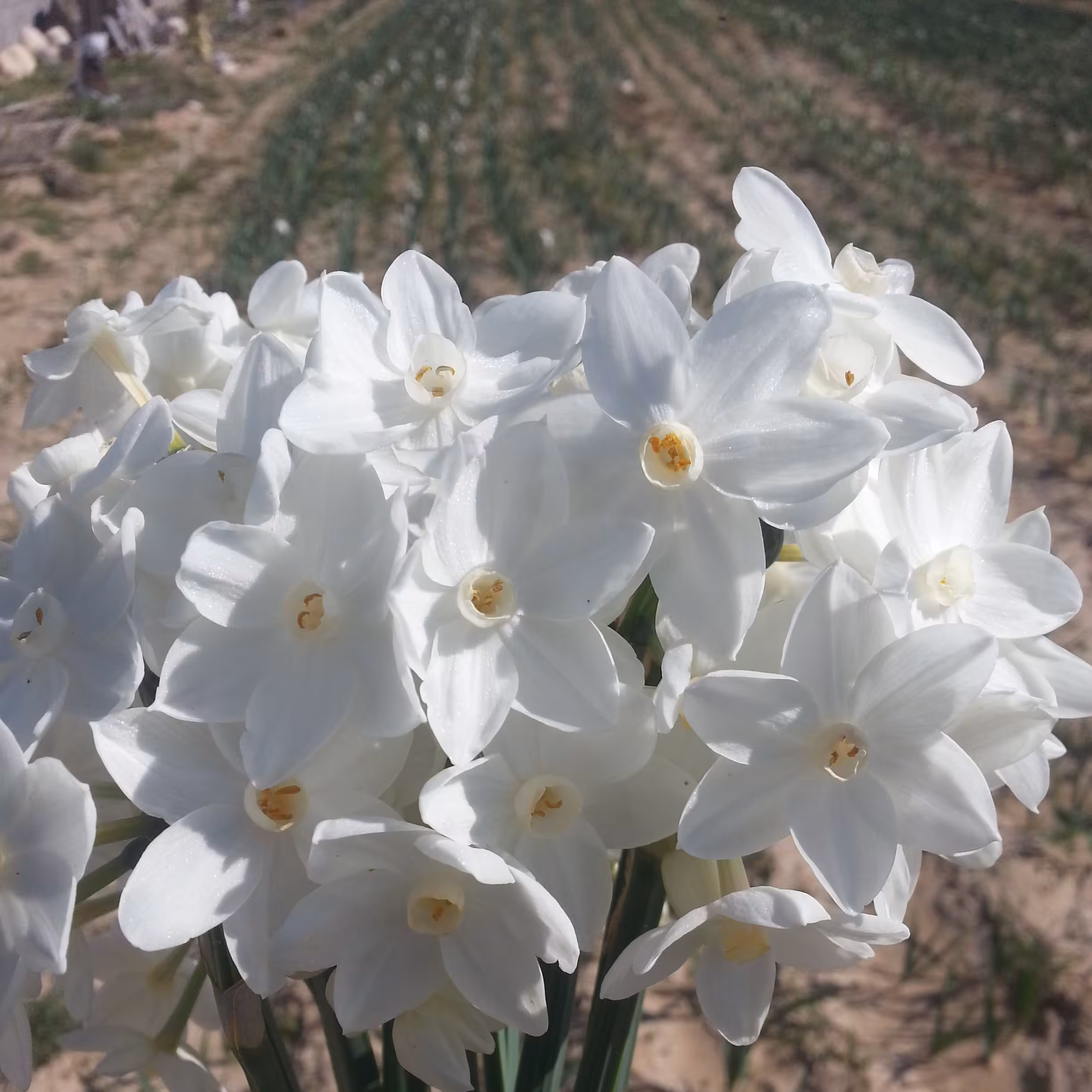 نرگس سفید  یا paperwhite سایز پیاز کوچیک بسته 10عددی  فروش از مرداد ماه