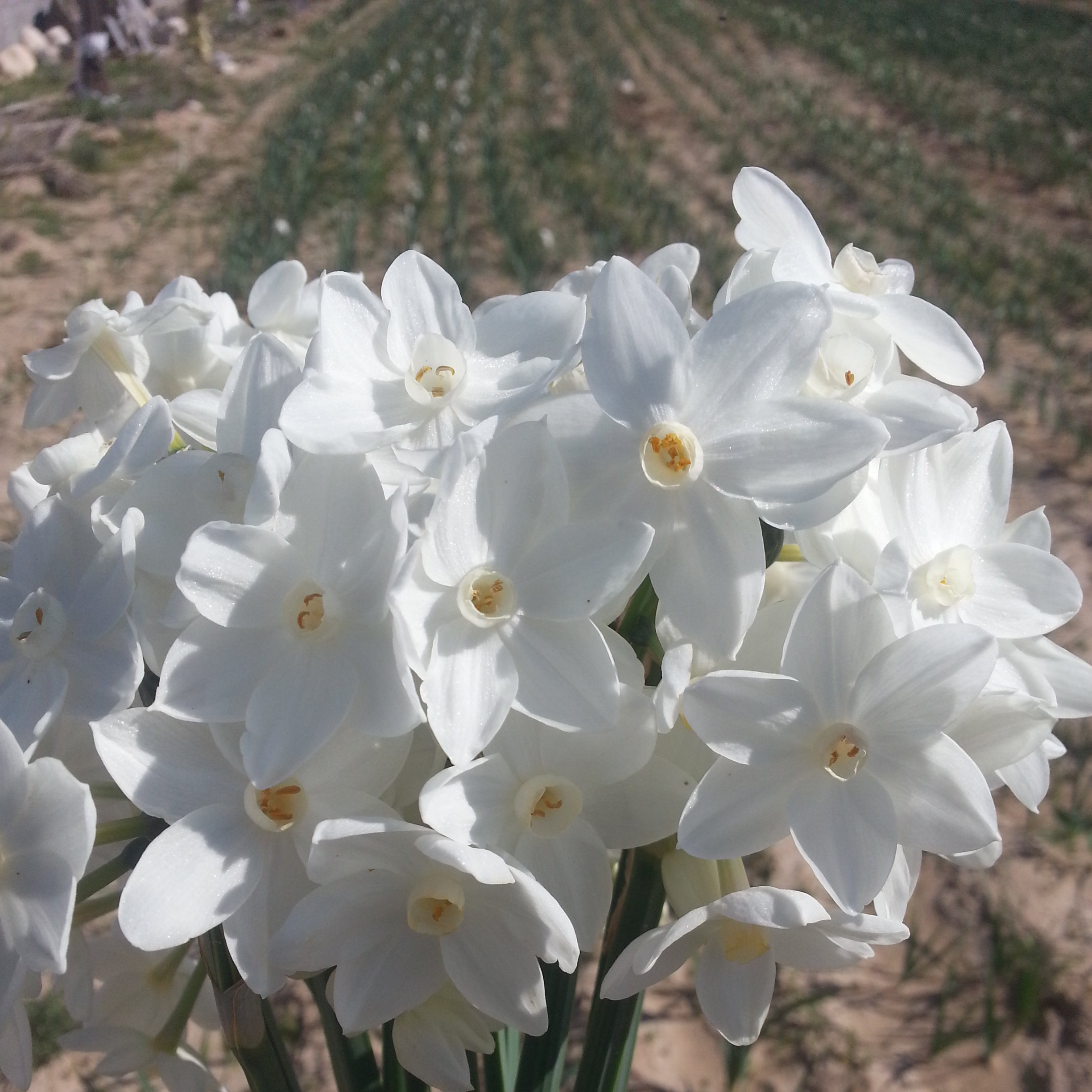 نرگس سفید یا paperwhite سایز پیاز کوچیک بسته 10عددی فروش از مرداد ماه