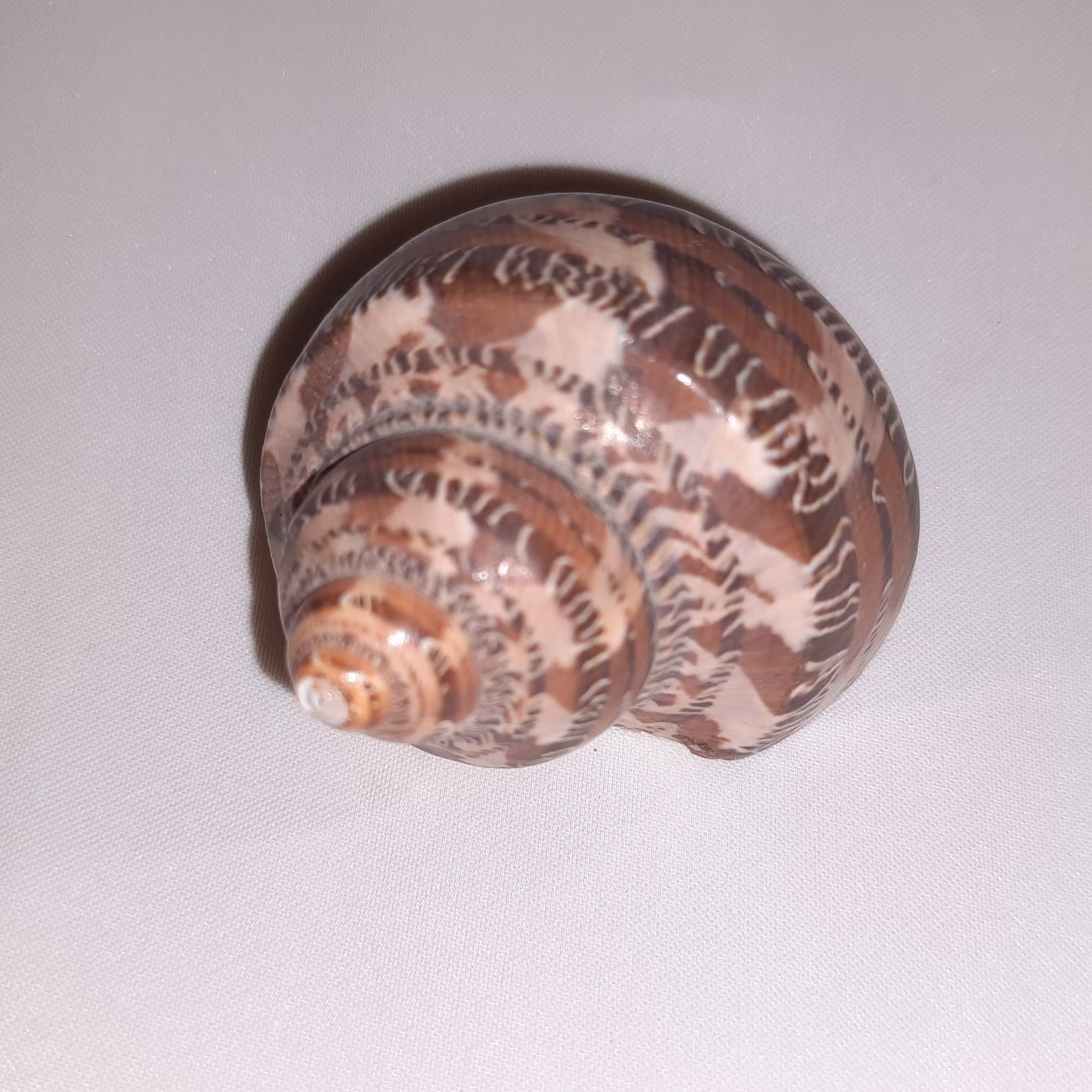 صنایع دستی صدفی،صدف حلزونی  قهوه ای