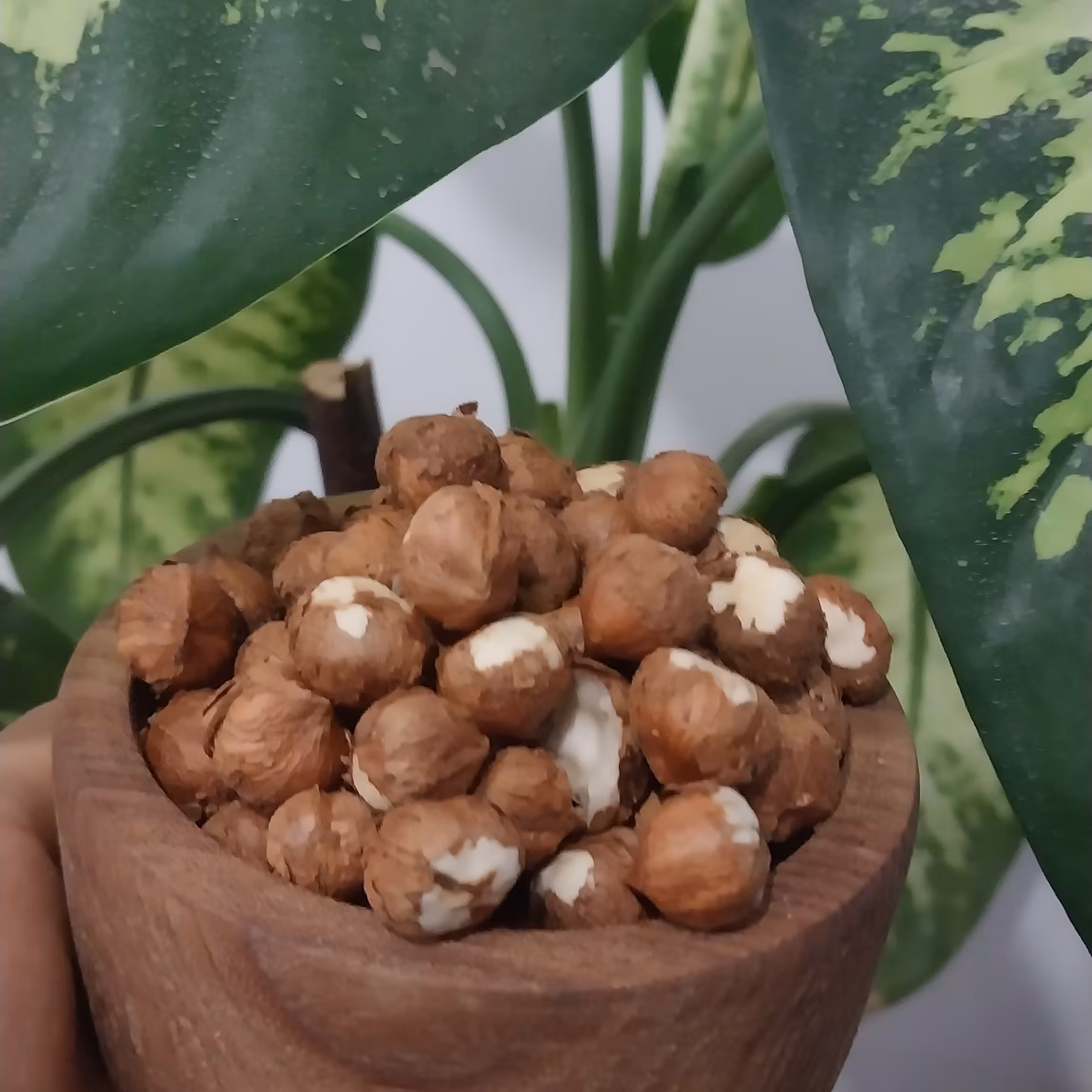 مغزفندق خام ایرانی درشت و اعلا 500 گرمی