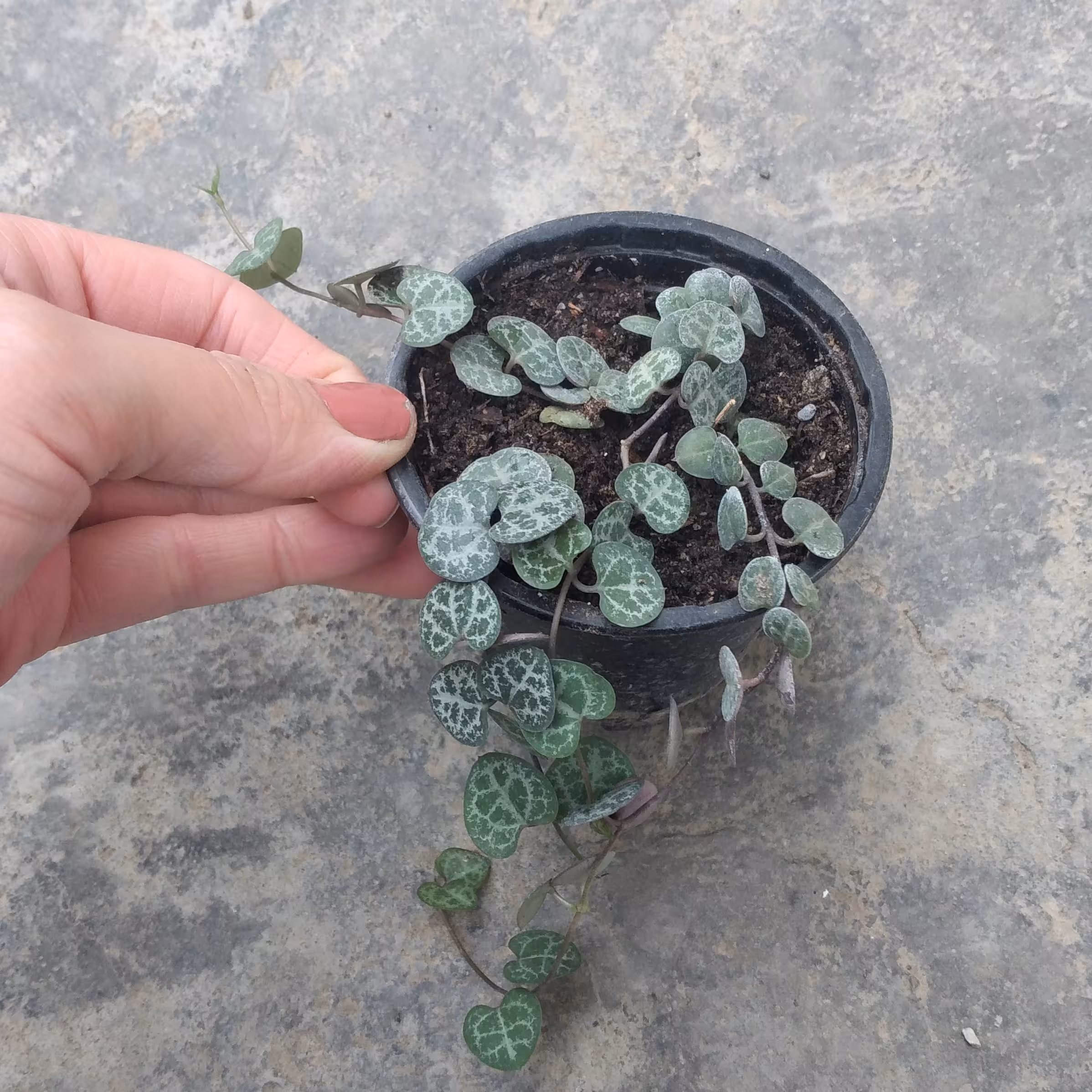 سروپژیا وودی