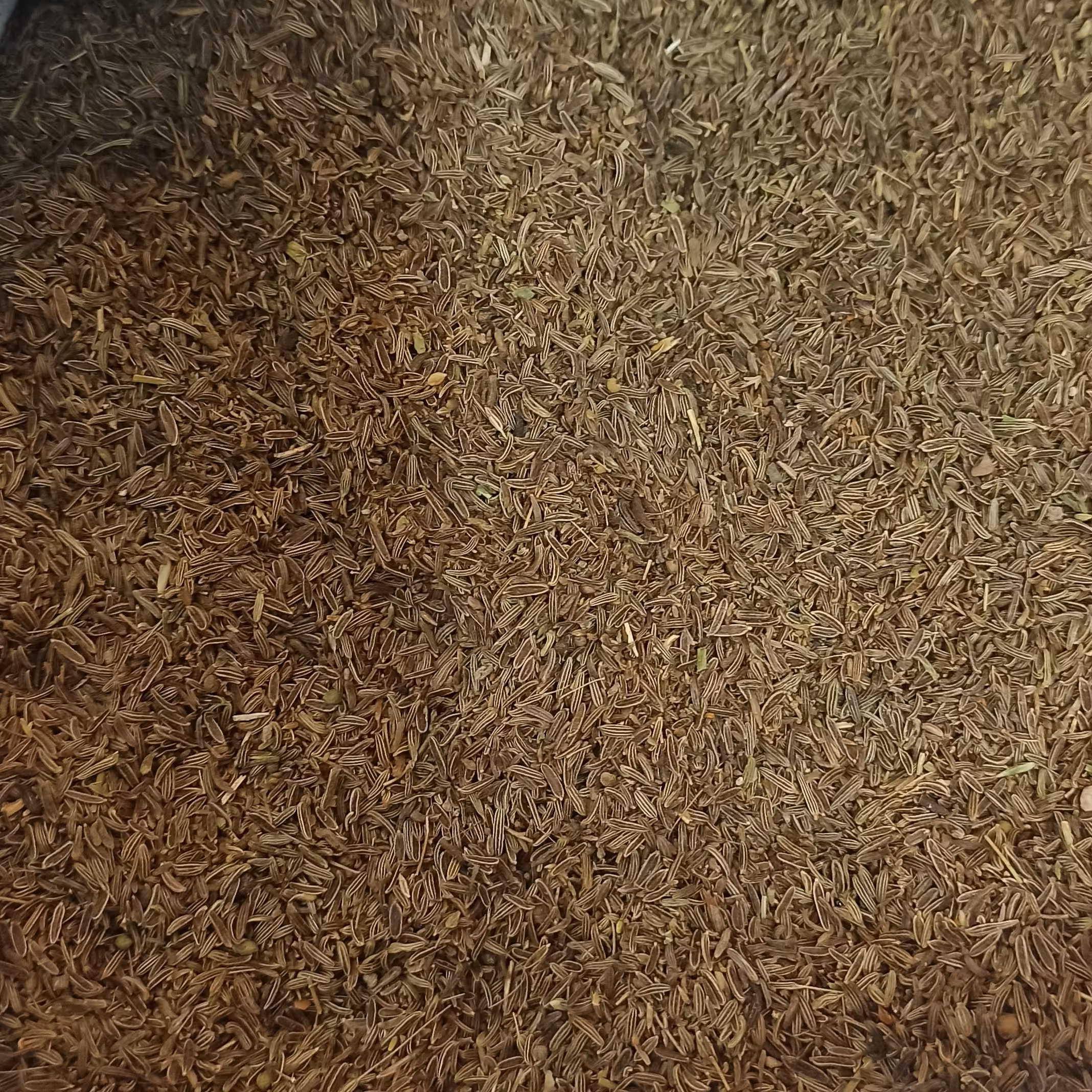 پخش کلی زیره سیاه کوهی