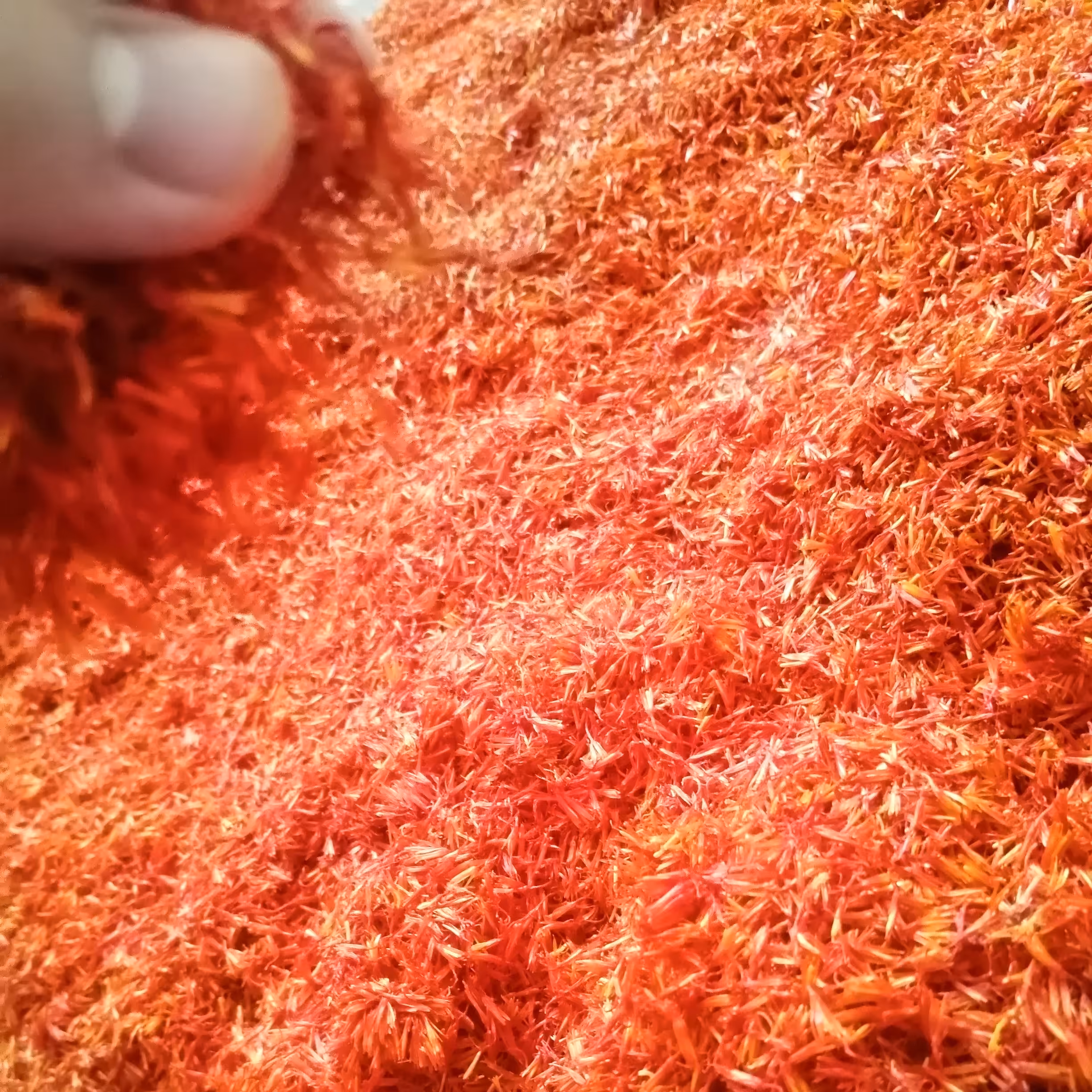 گلرنگ یا کاجیره 100 گرمی کشت سال  ارگانیک و دستچین سایه خشک شده 