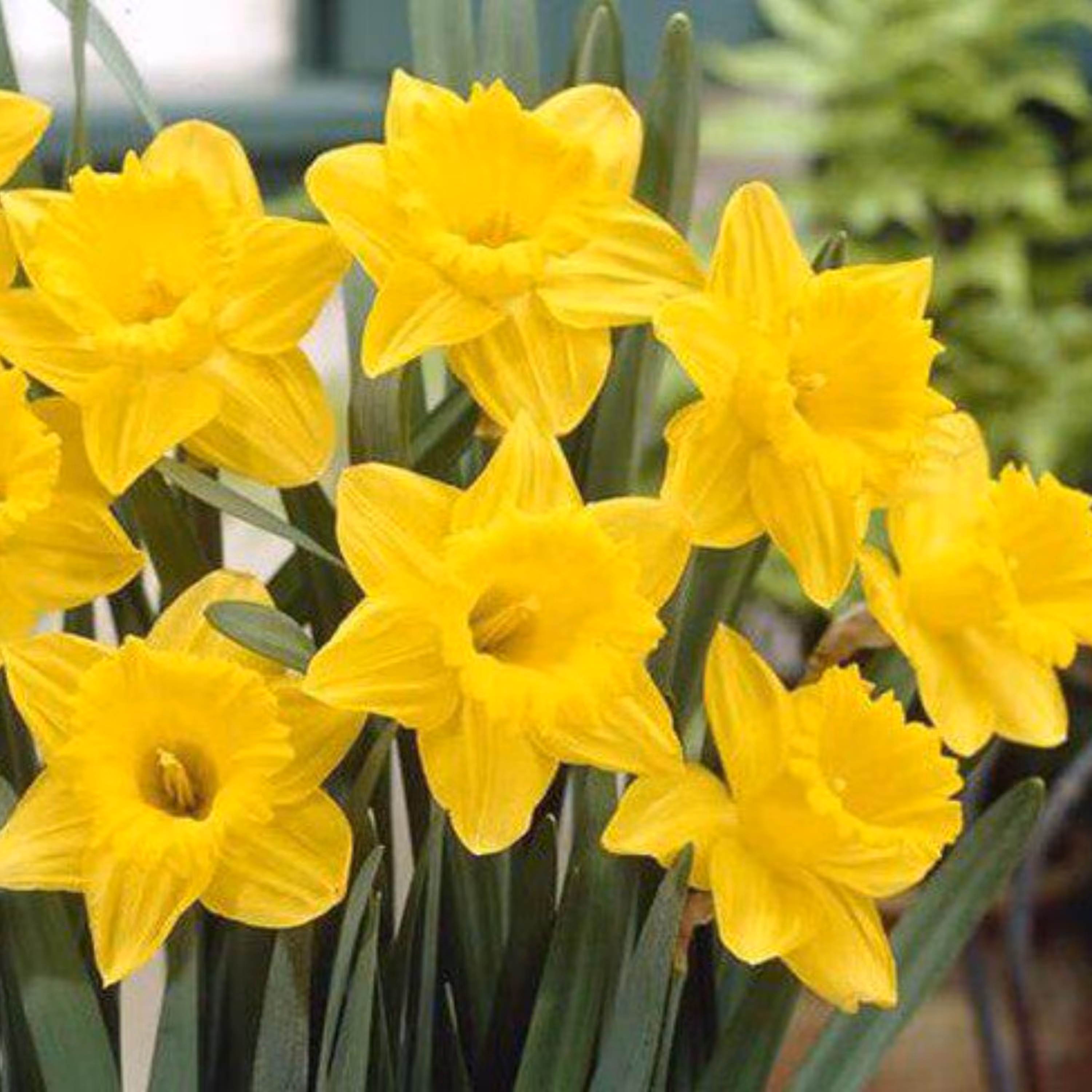 پیاز نرگس گل درشت فرانسوی(پک 5 تایی)