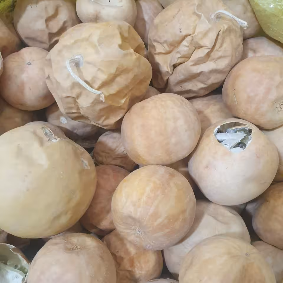 گیاه هندوانه ابوجهل 100 گرم 