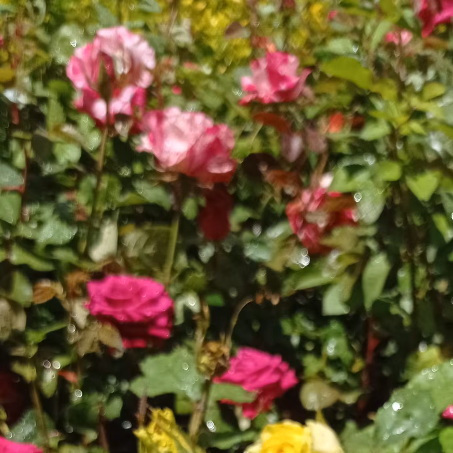 انواع گل رز