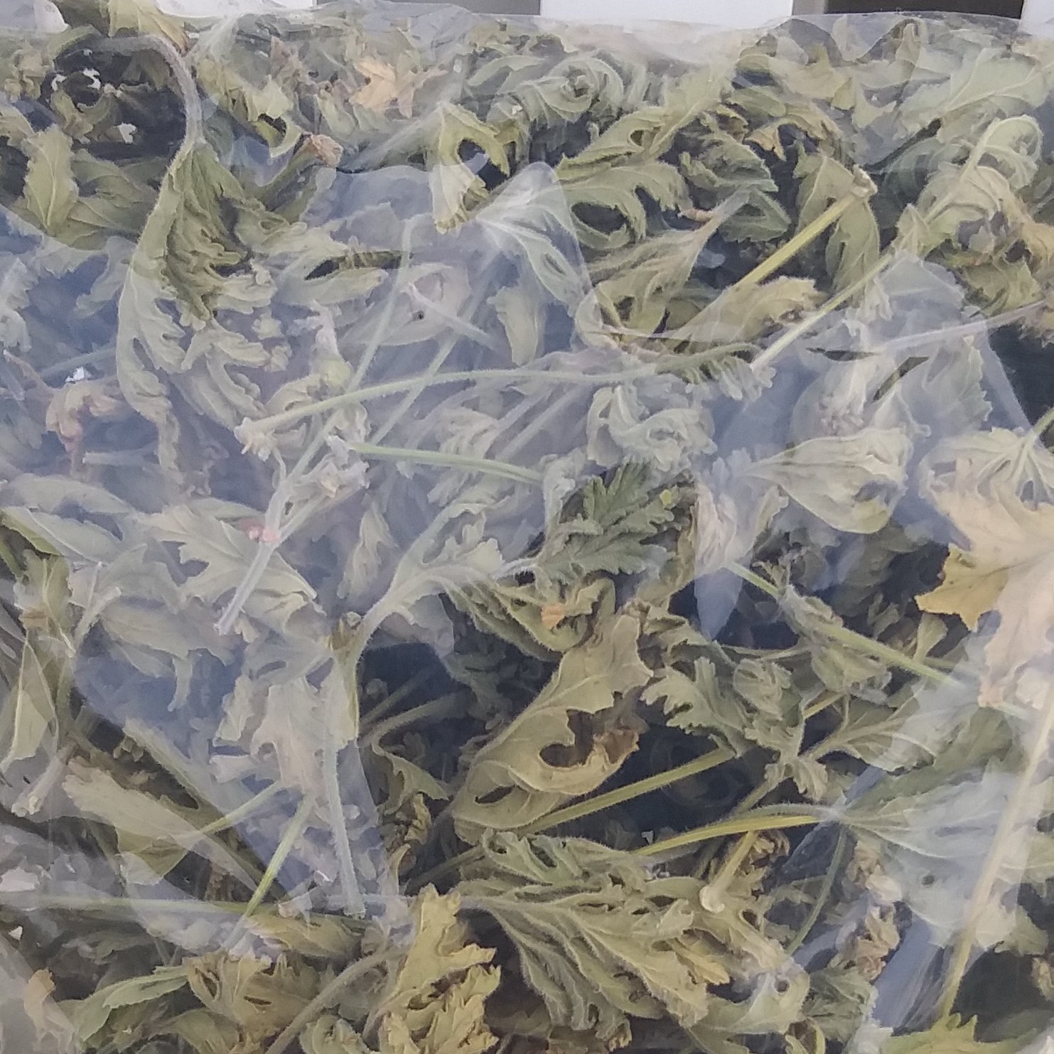 ژرانیوم شمعدانی عطری برگ خشک خالص درجه یک بسته یک کیلویی با ارسال رایگان