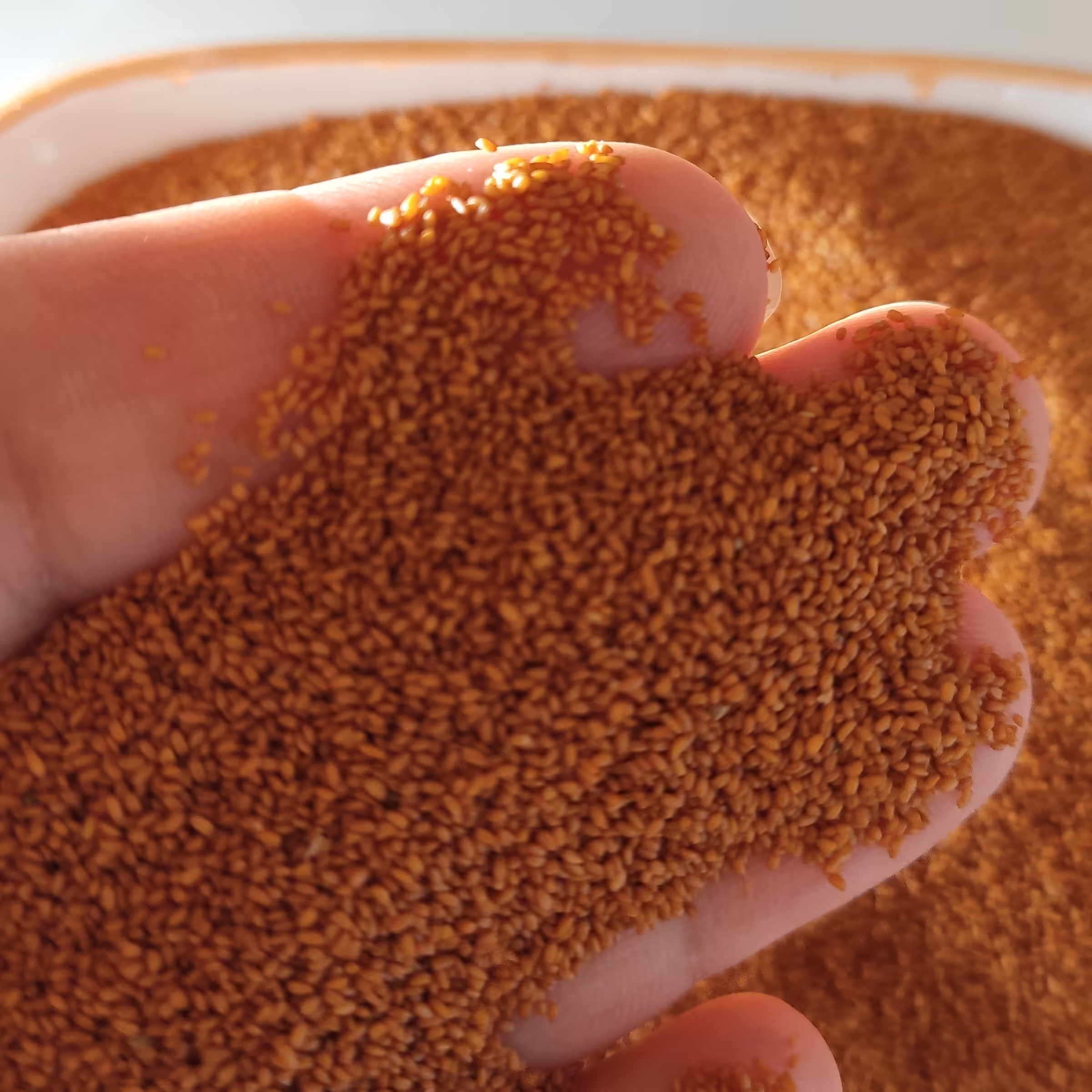 خاکشیر فوق لوکس امسالی تازه و امسالی 