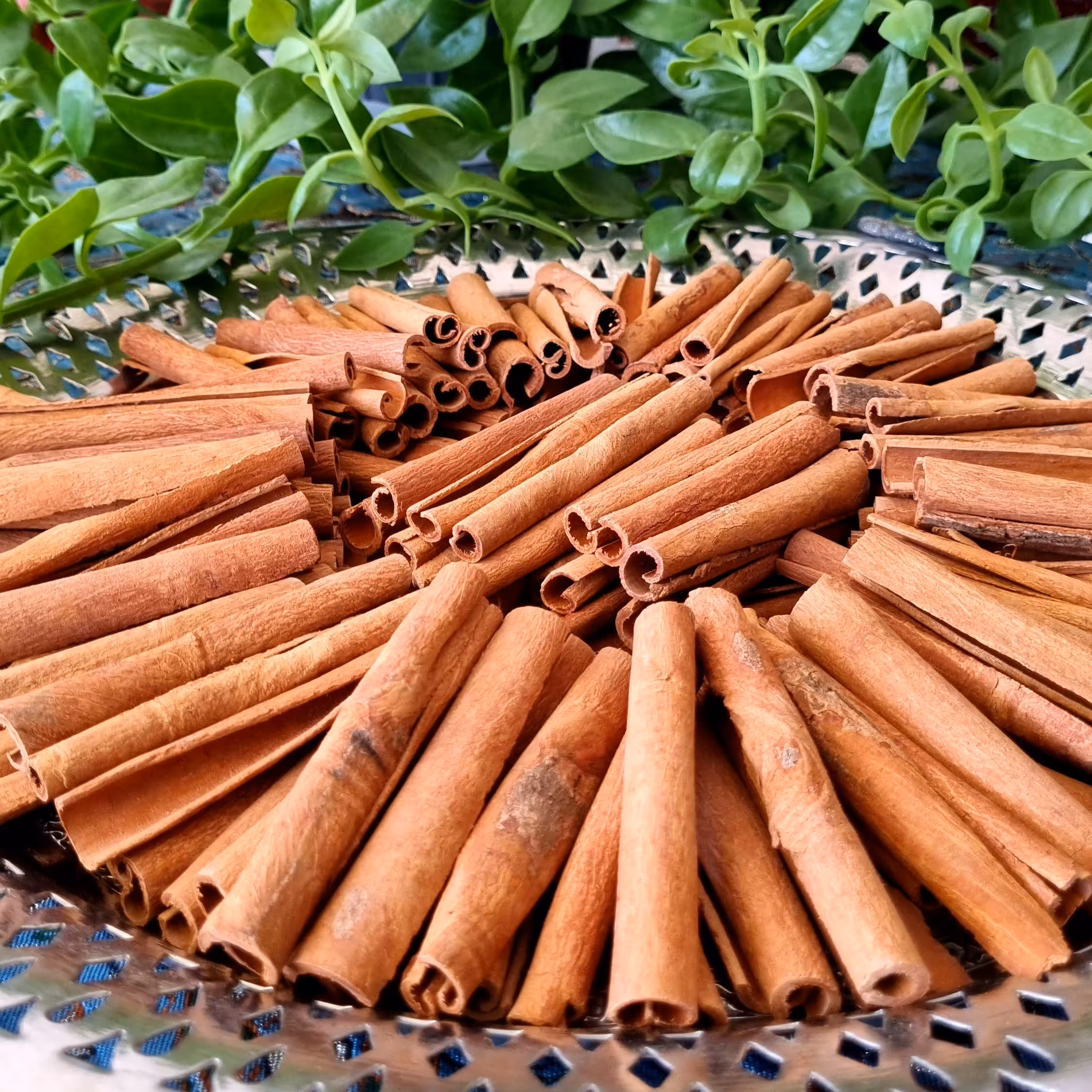 چوب دارچین لوله ای