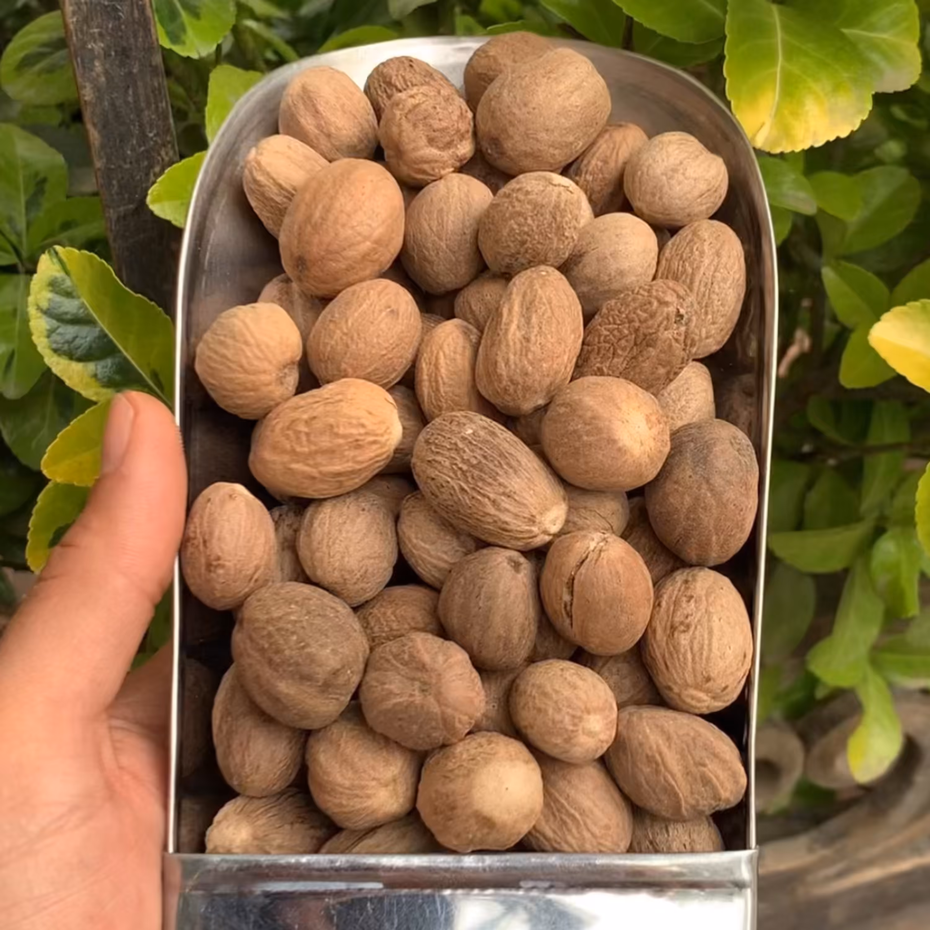 جوزهندی اعلا 1 کیلویی آقای زعفران